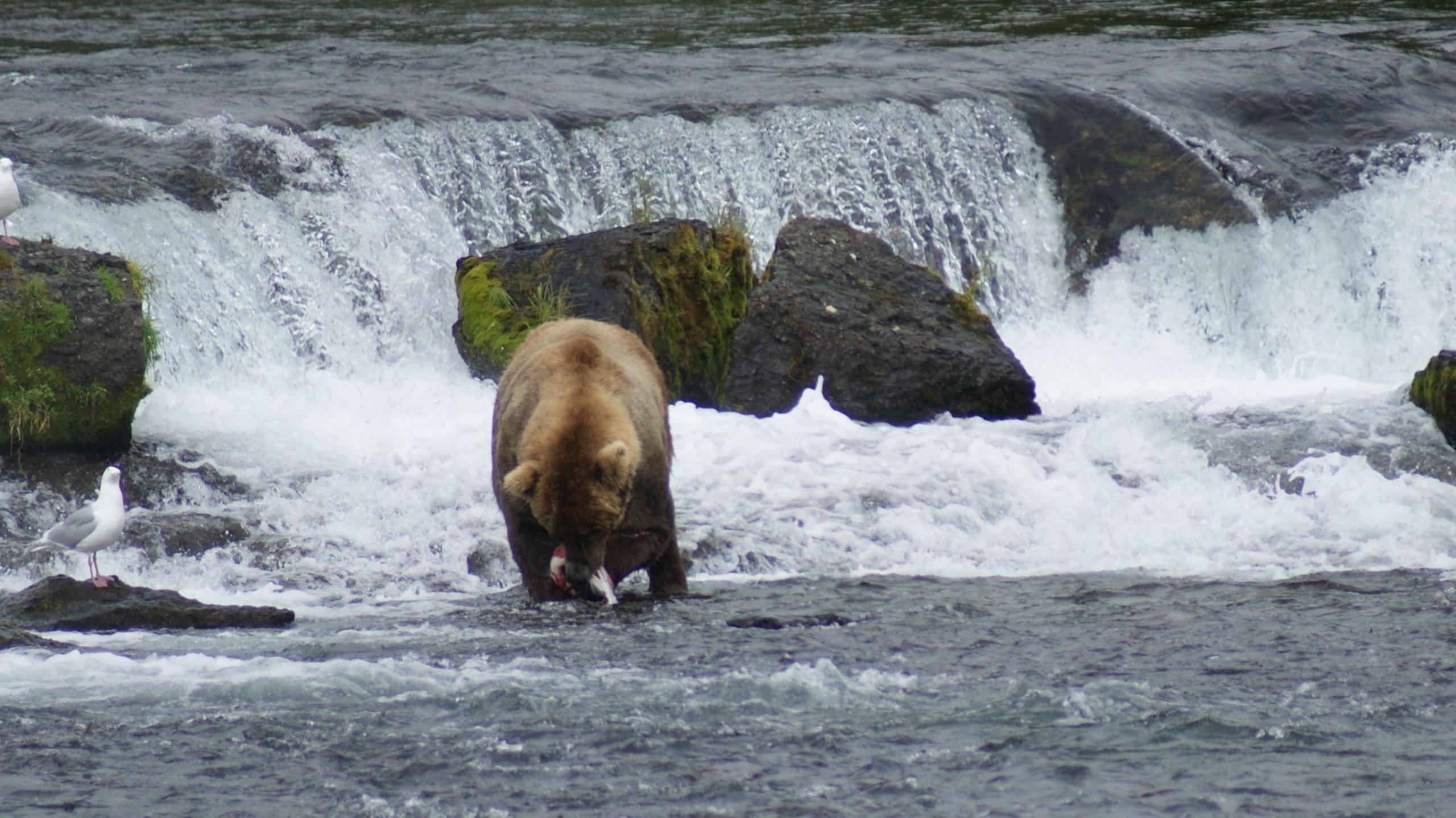 A photograph of a bear with a bleeding fish in its mouth. The raging river can be seen in the background, flowing over some moss-covered rocks. A seagull sits on a rock to the left, in close proximity to the bear.