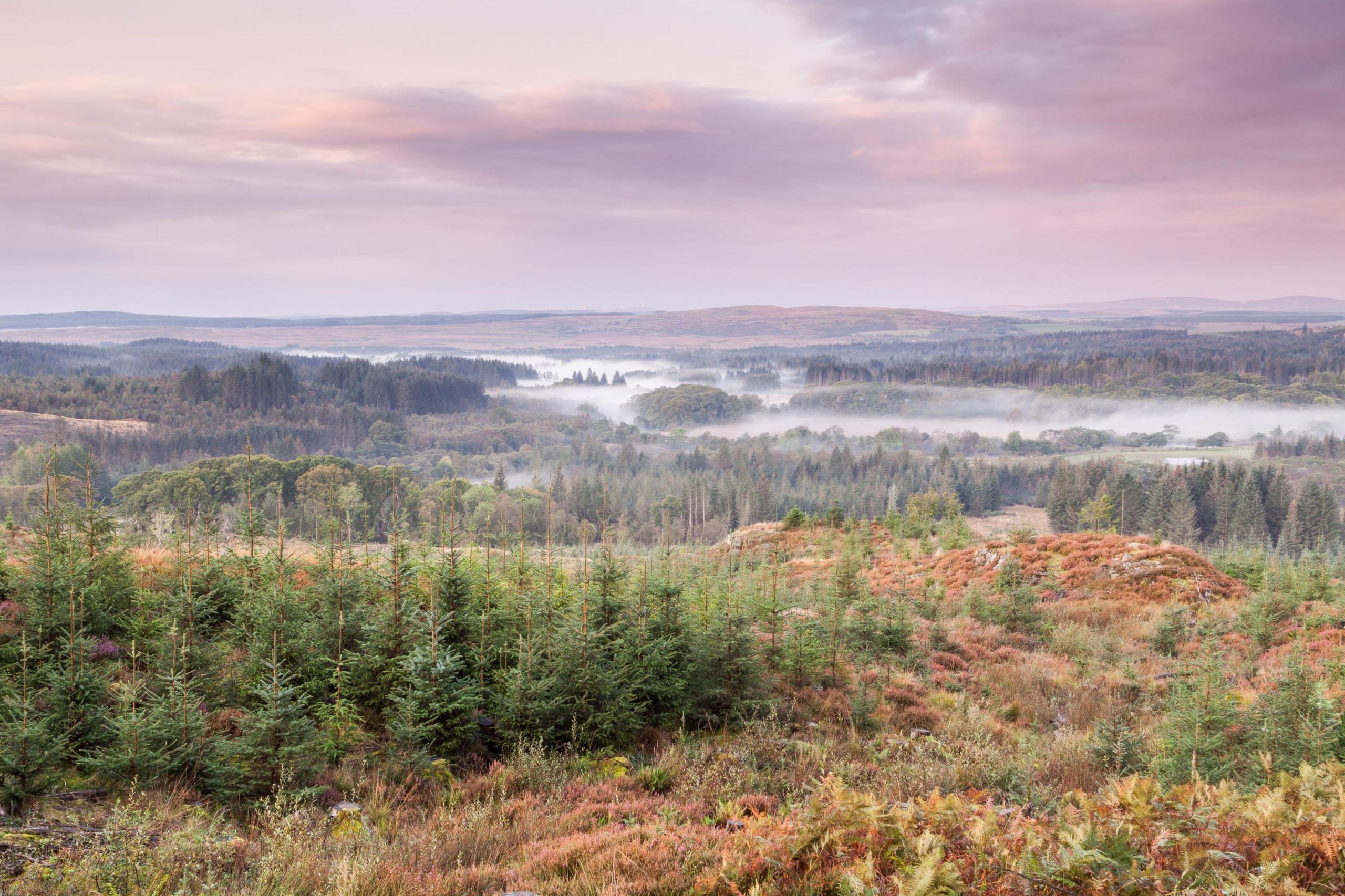 A landscape of Galloway. Looking down on clouds of mist over hundreds of pine trees. The grass in the foreground is orange/brown and the sky is pink.