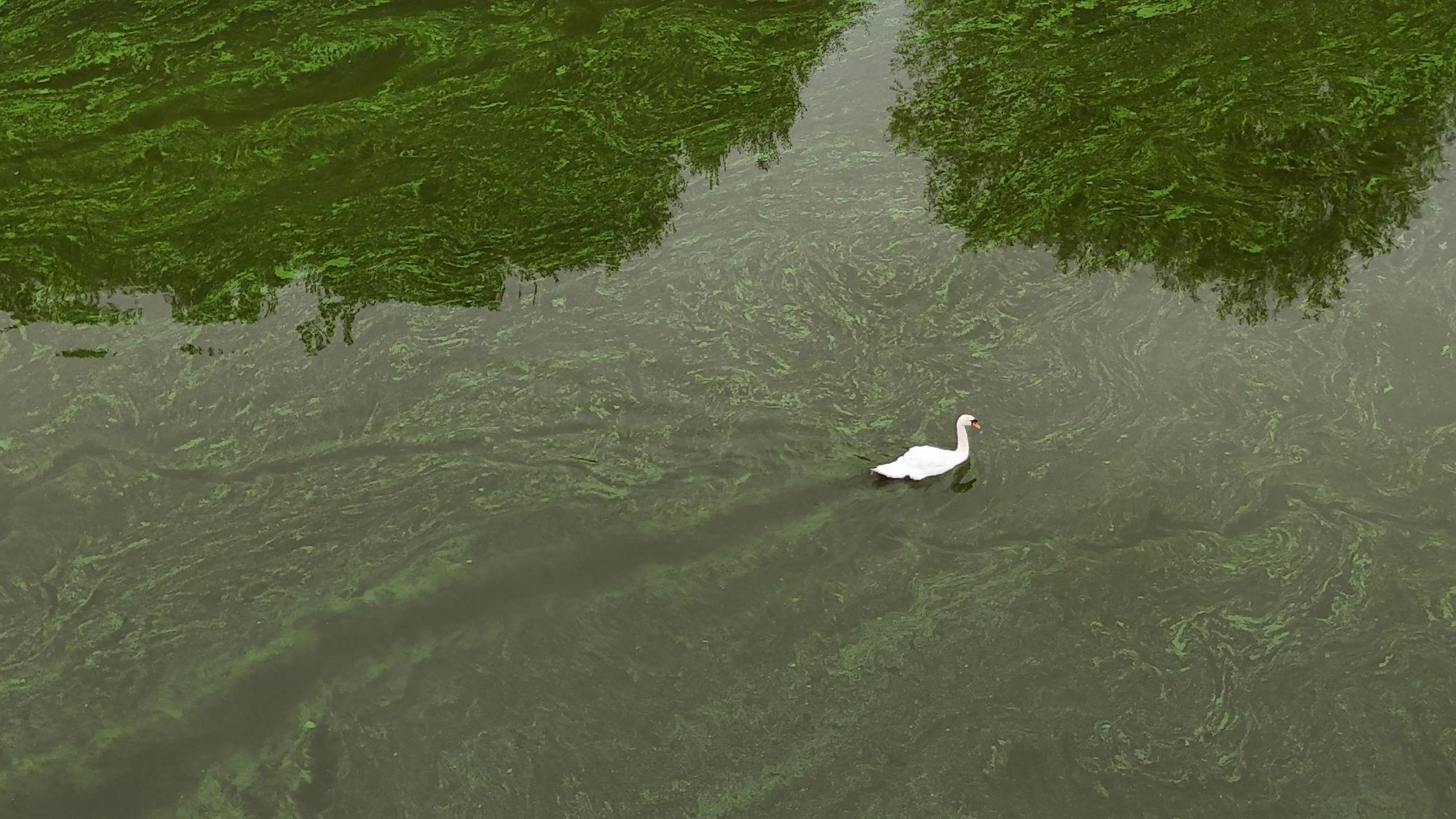 A swan swimming in the river, which is green in colour. The swan looks very white in comparison to the water. 