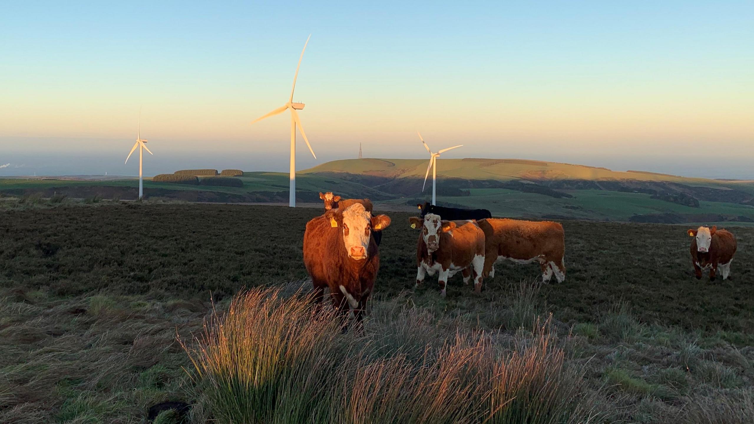 Wind farm