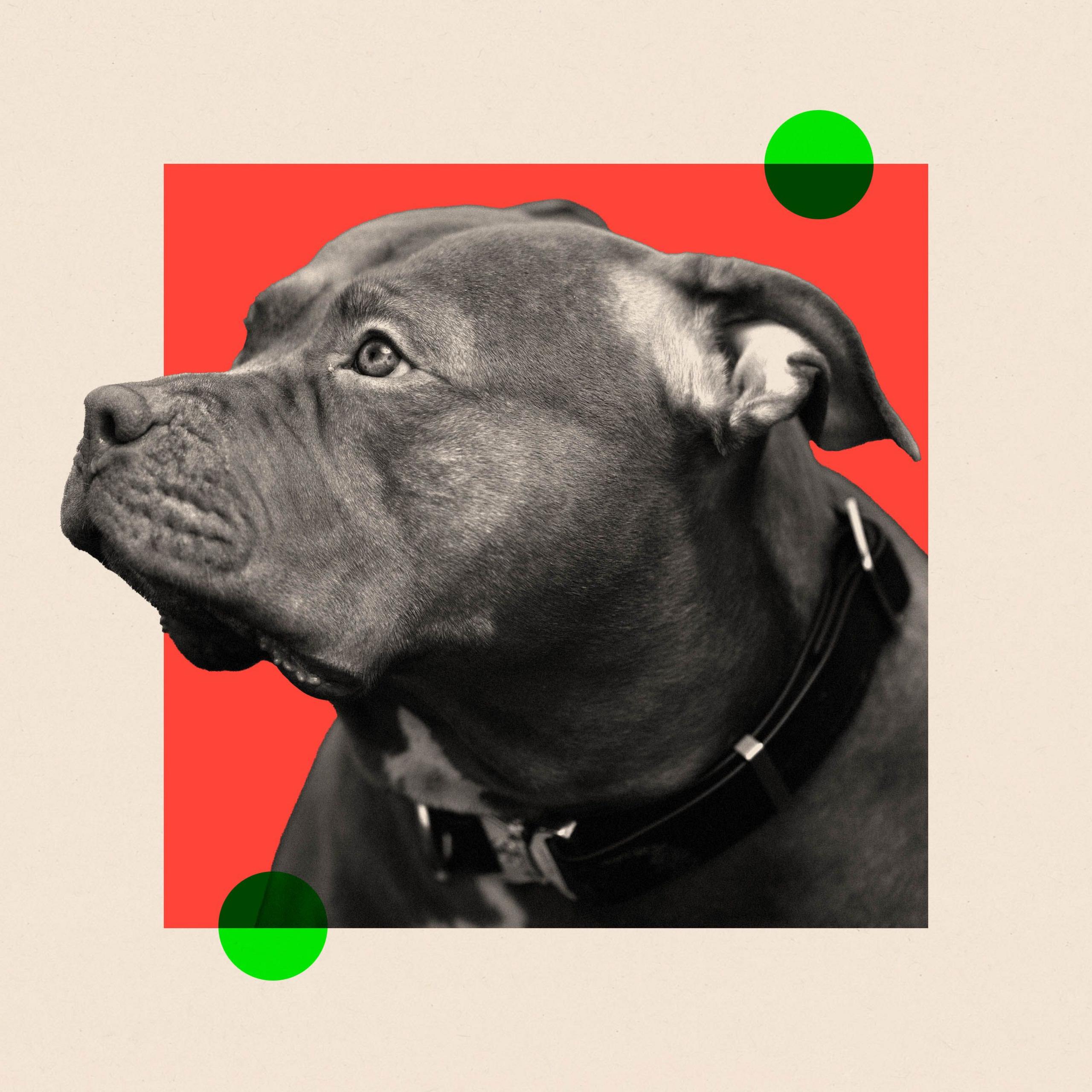 Montage image showing an XL bully