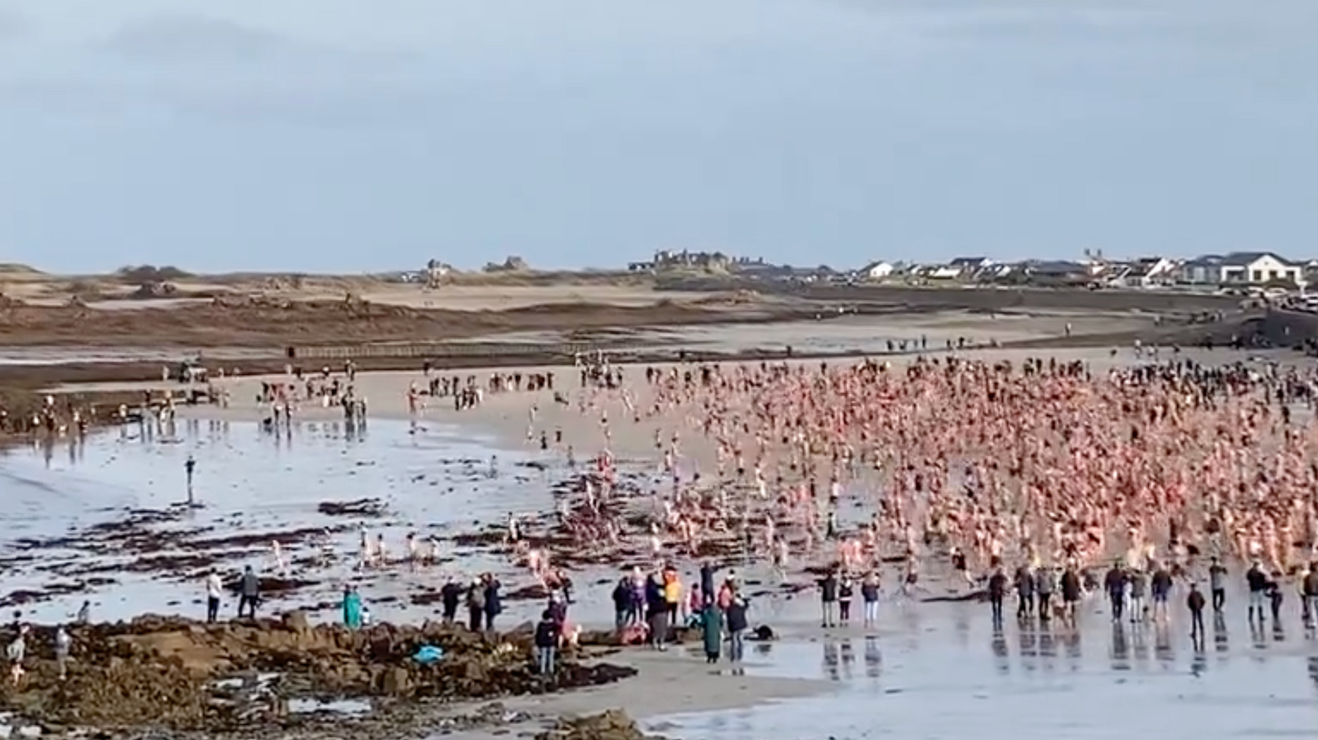 Boxing Day swim