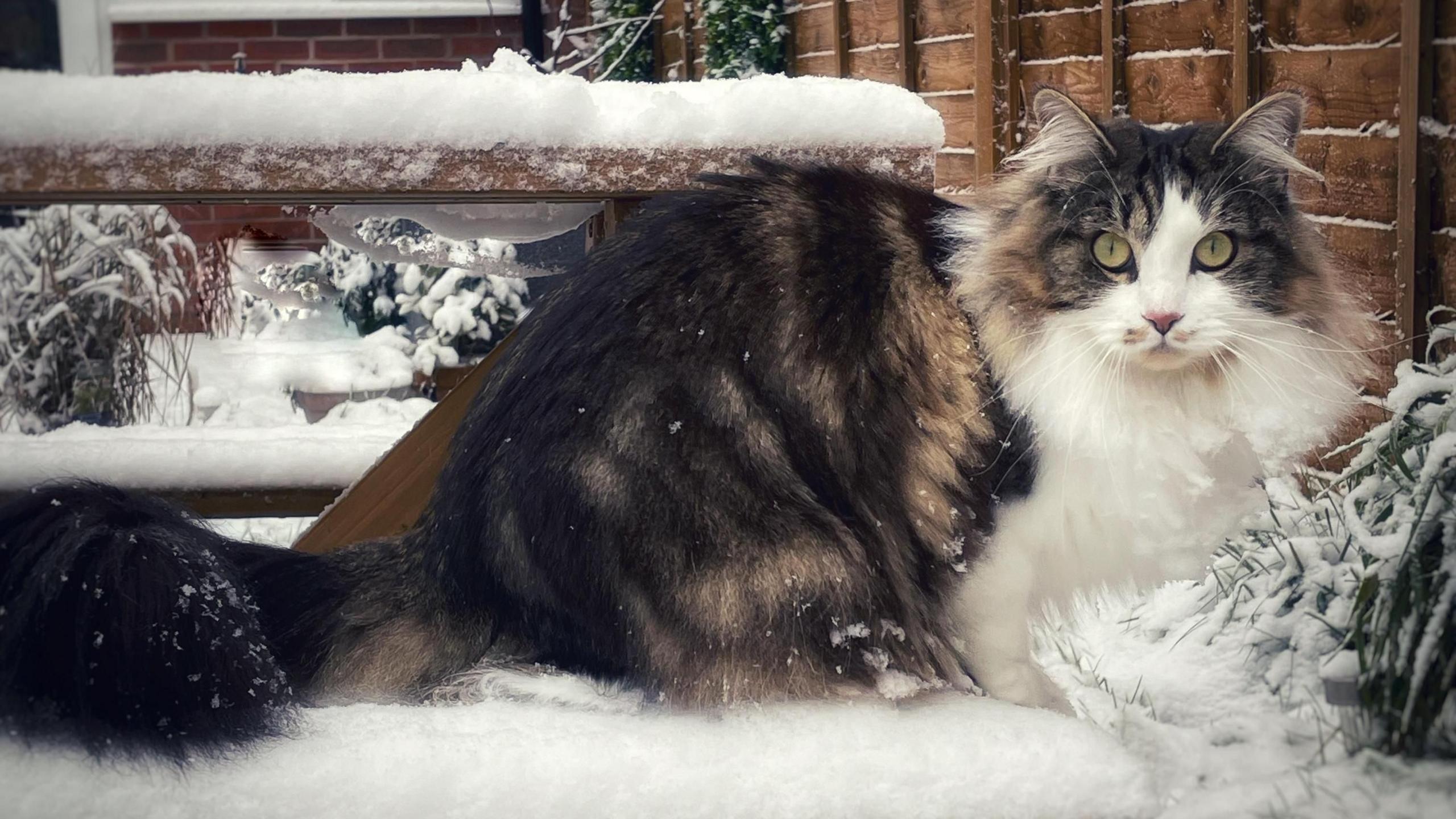 A black, brown and white cat staring intensely at the camera amid a snowy garden scene