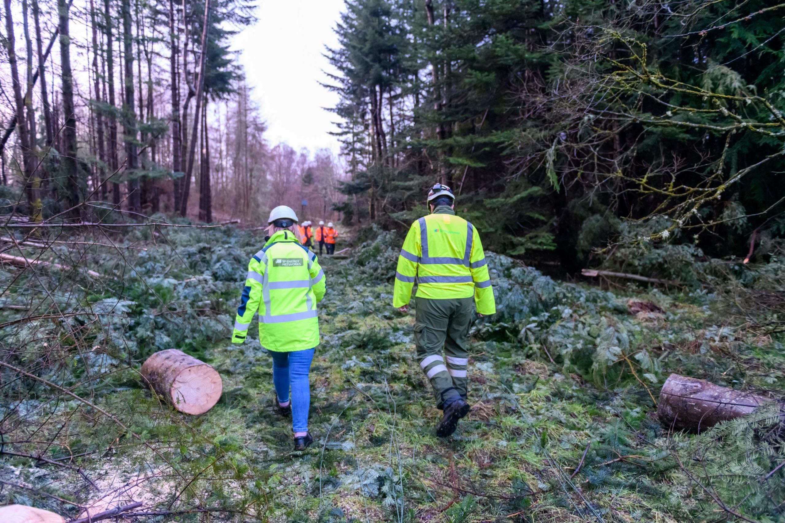 Rear view of two SPEN engineers in hi-vis jackets and hard hats walking through a wooded area. There are tall fir trees on either side of them, as well as several fallen branches and logs. 