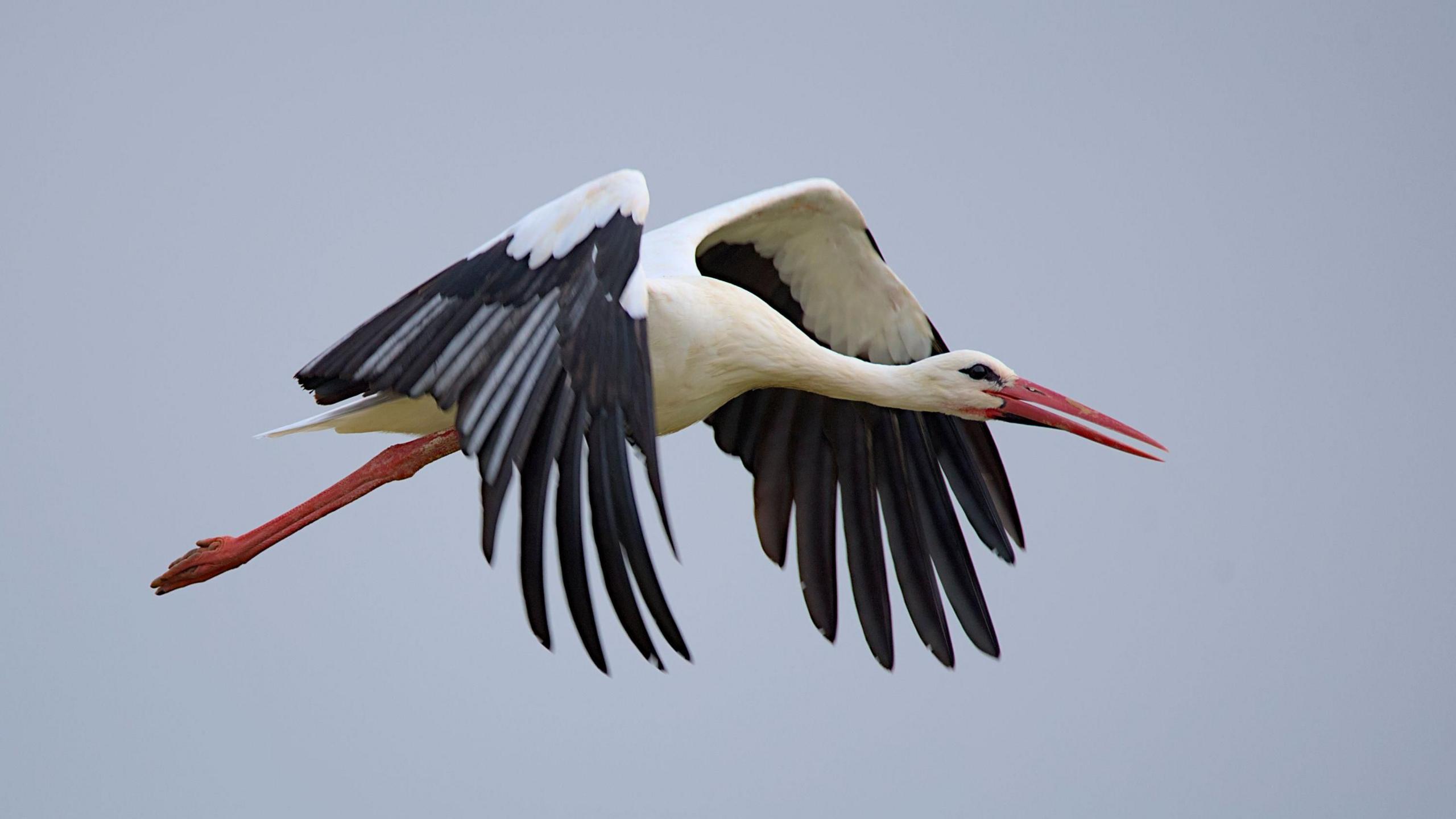 white stork