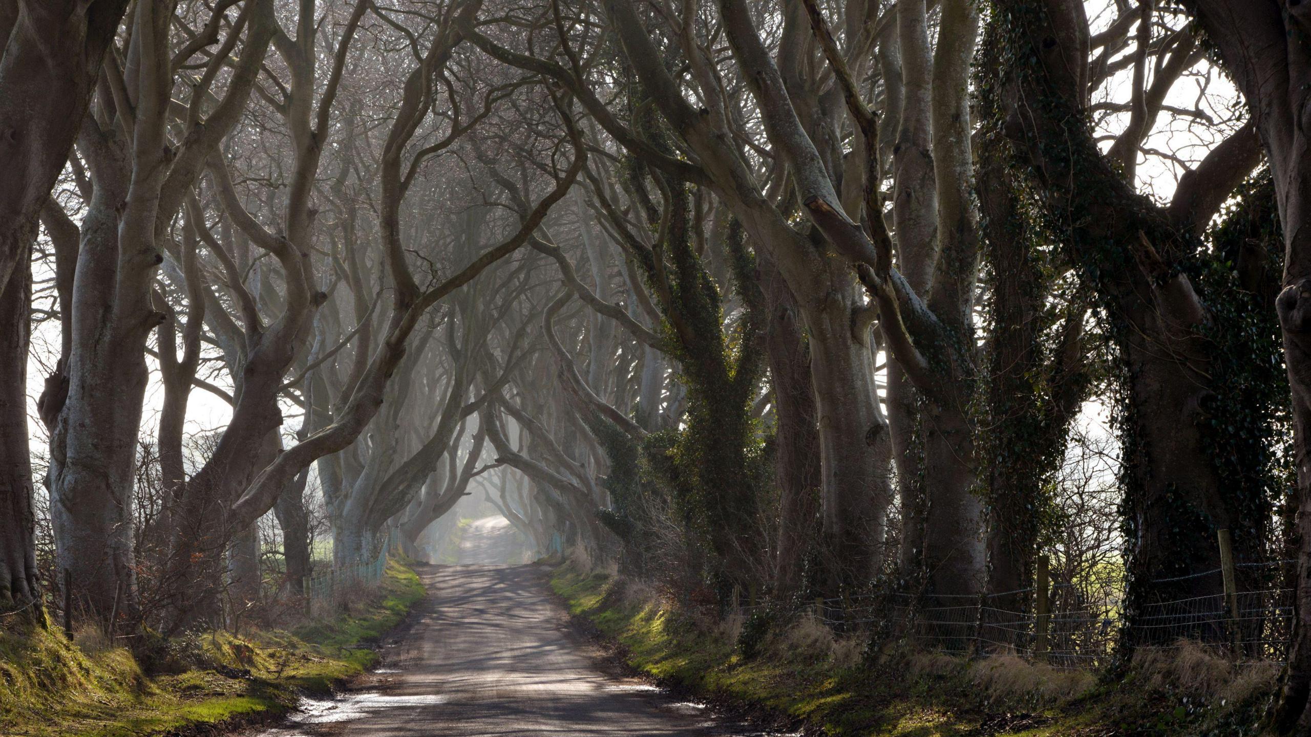 The Dark Hedges