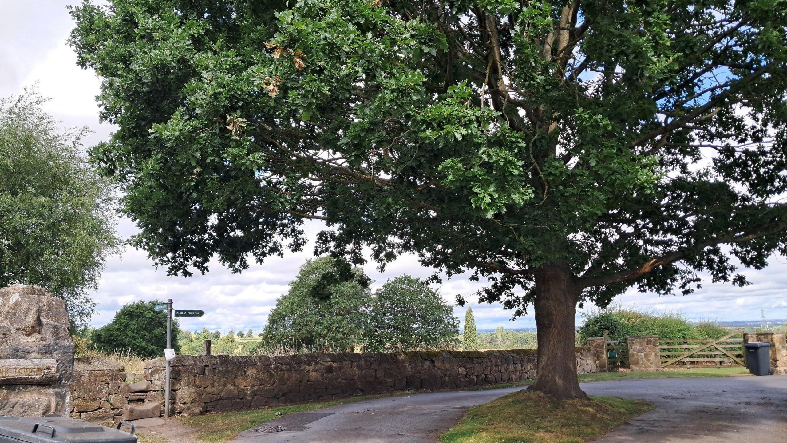 An oak tree growing from a verge in the centre of a rural road