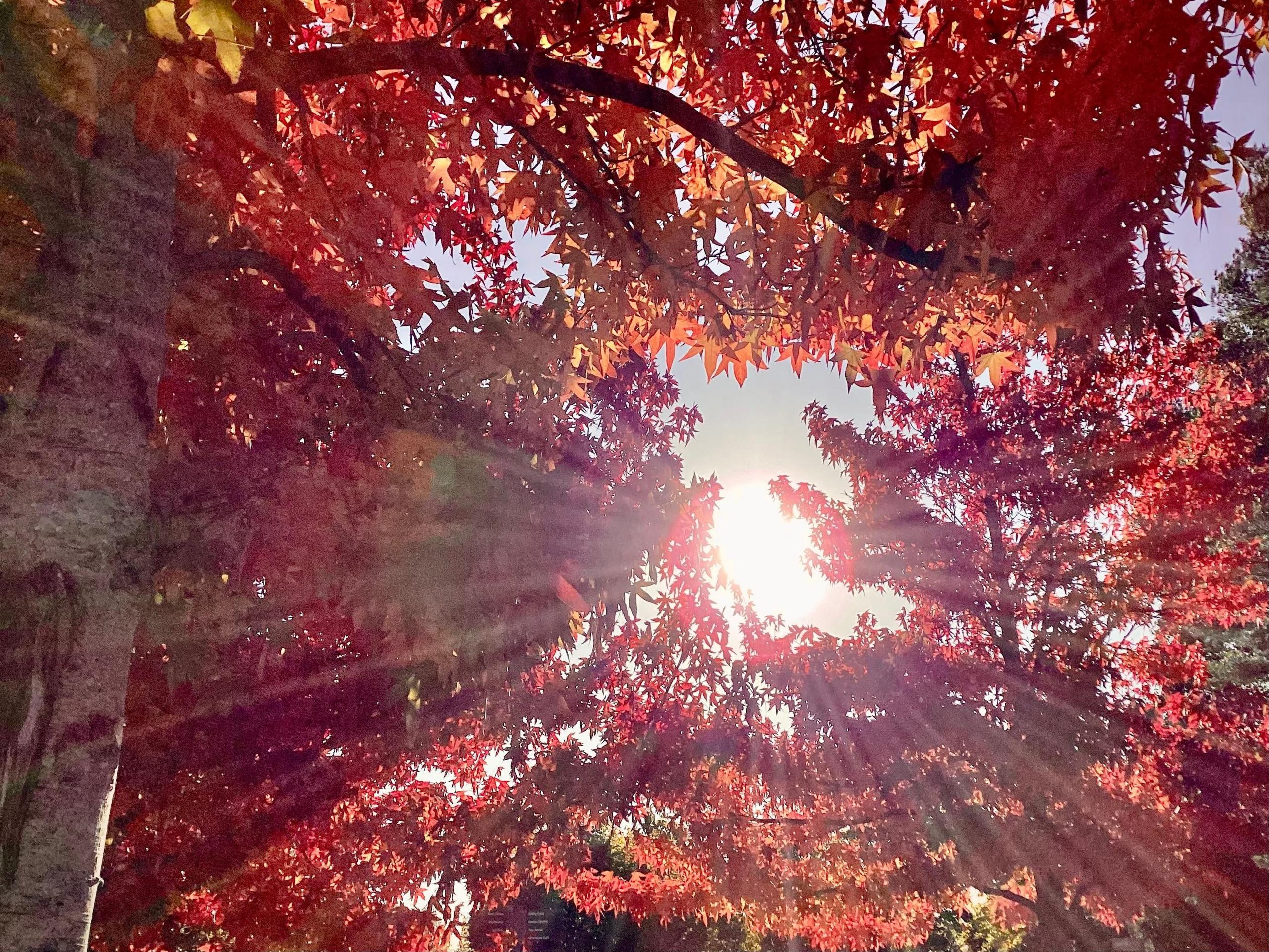 Sun shining through the red leaves of a tree, creating the impression of radiating sun beams from the centre of the image.