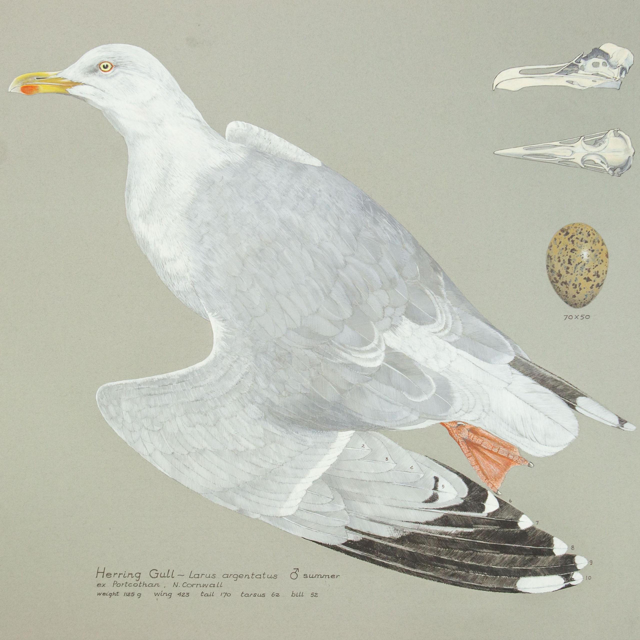 A painting of a herring gull in profile with three lines describing it underneath. In the top right hand corner there are two paintings of its skull and one of the gull's egg. The bird has a yellow beak, white head and neck and mostly grey body with a black tip on its wing and an orange foot.