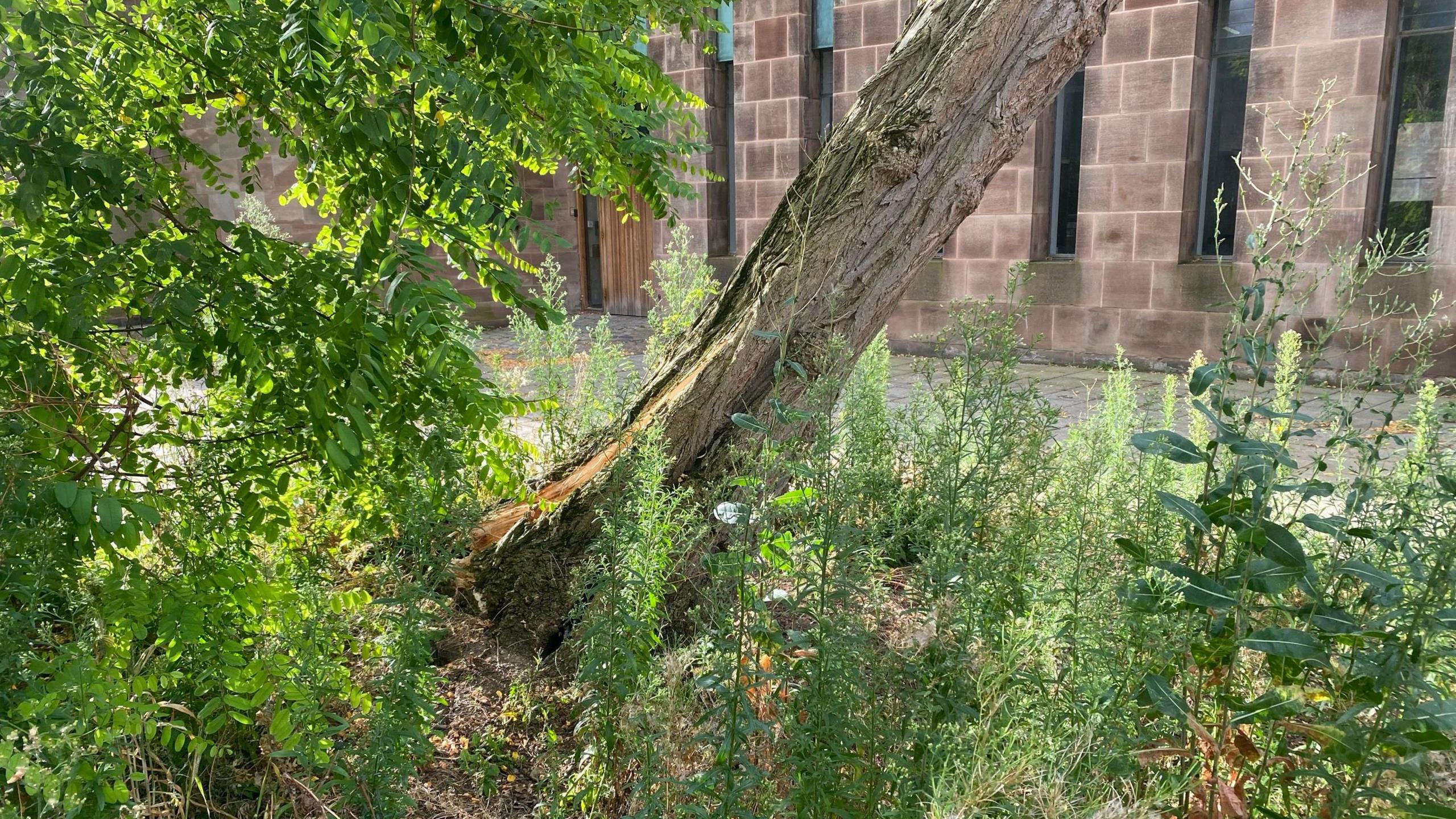 A view of the  fallen tree on the ground