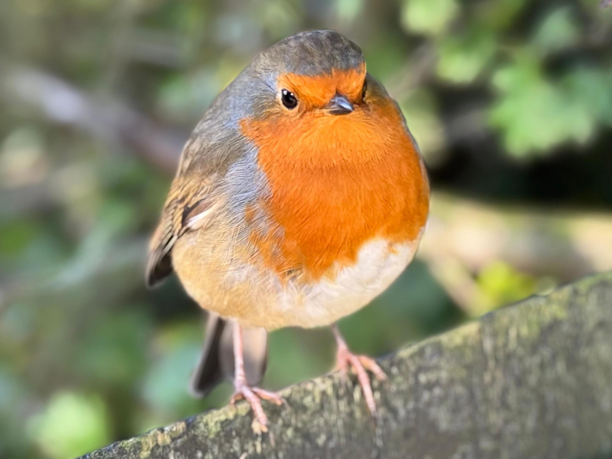 A robin standing on a tree branch in Barlaston, Staffordshire