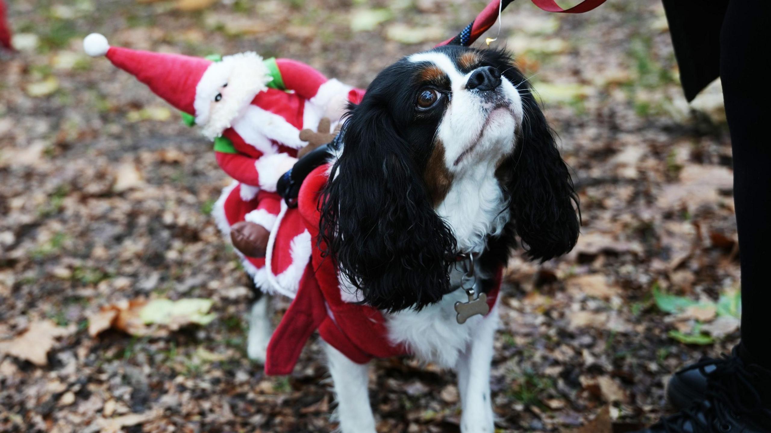 A King Charlies spaniel in a red and white jumper with a Father Christmas on its back.