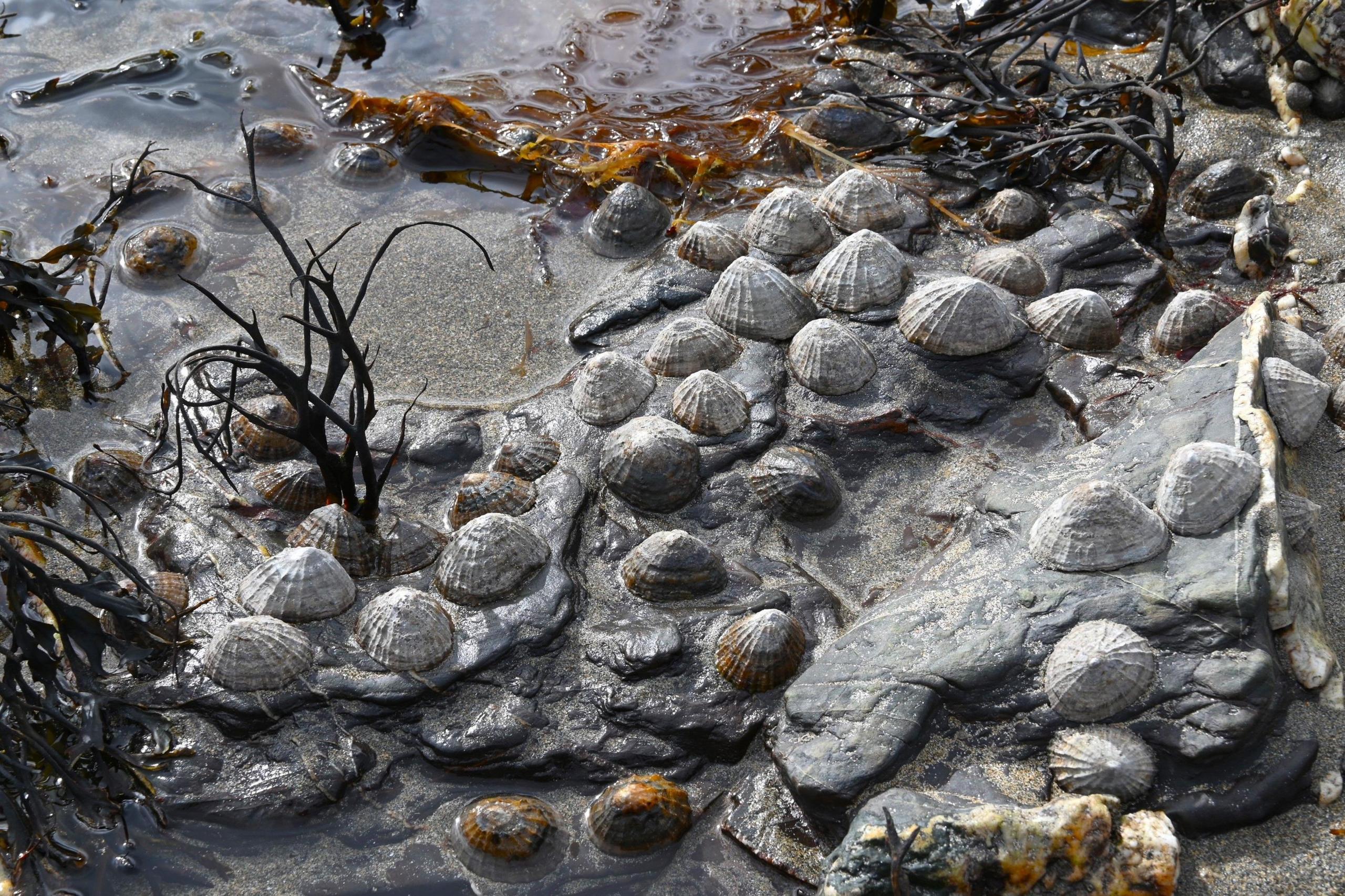 shells in the sea 