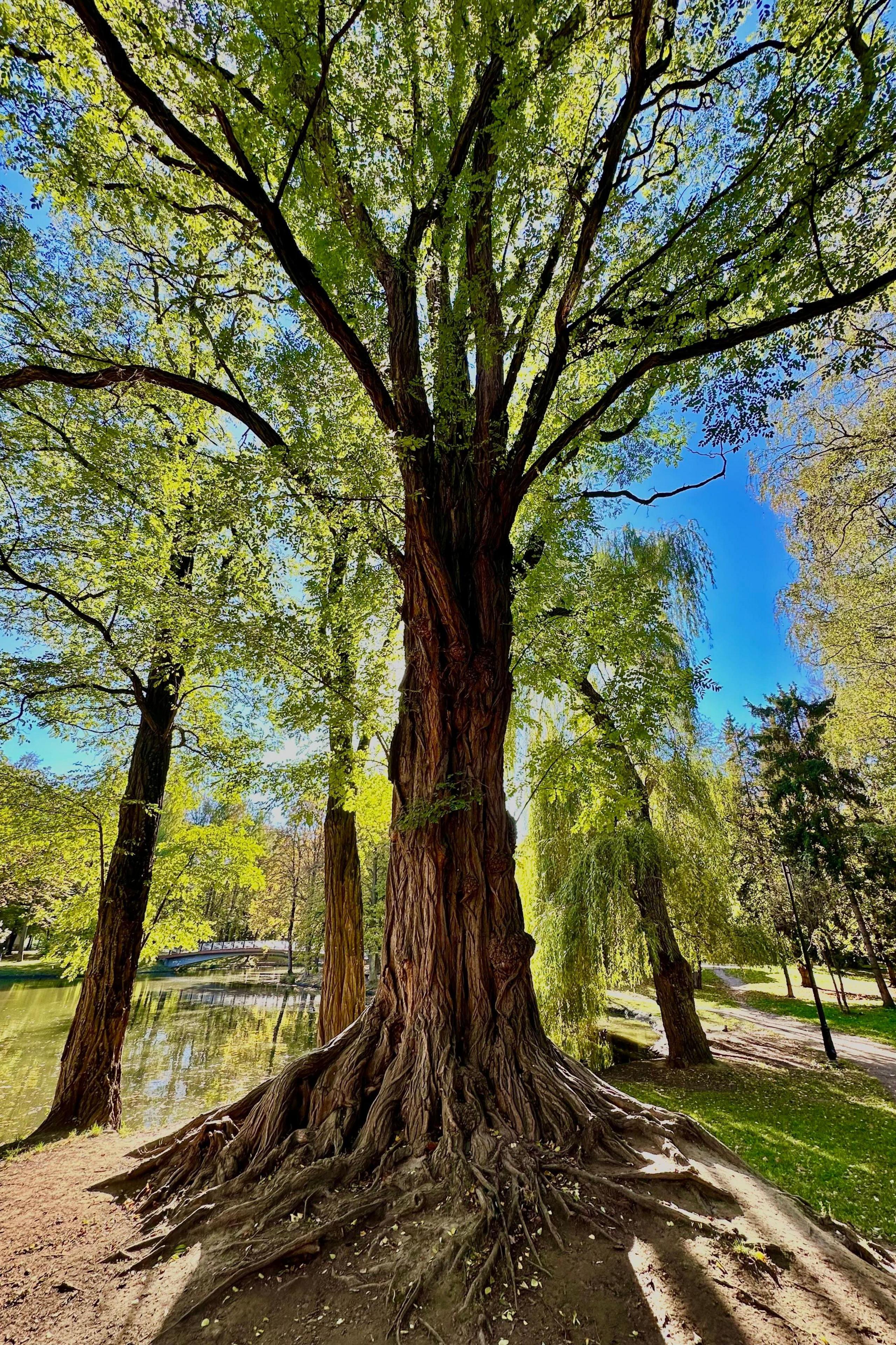 300 year-old Polish beech wins Tree of the Year contest - BBC News