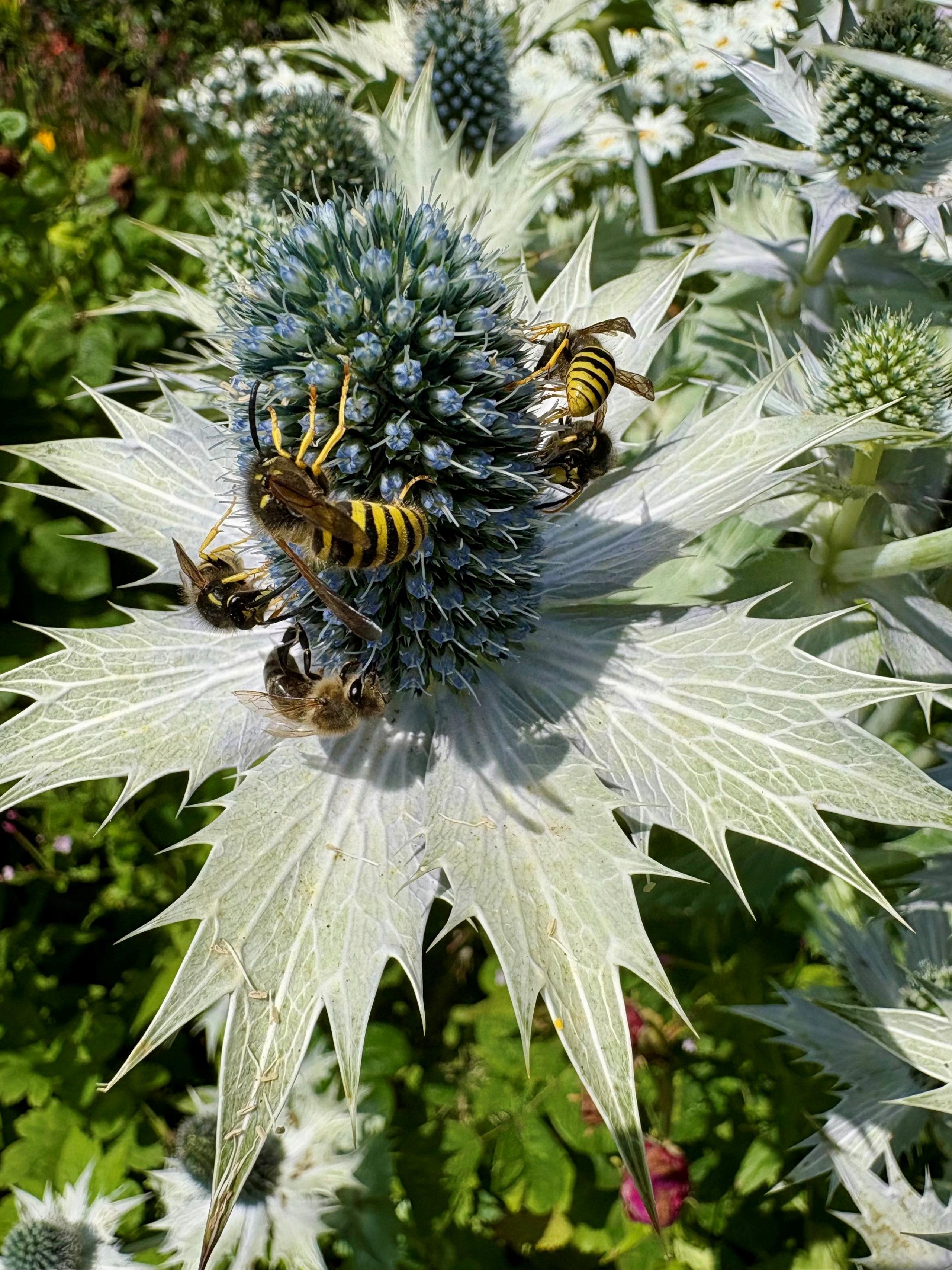 Close up of three wasps on sea holly with other flowers in the background