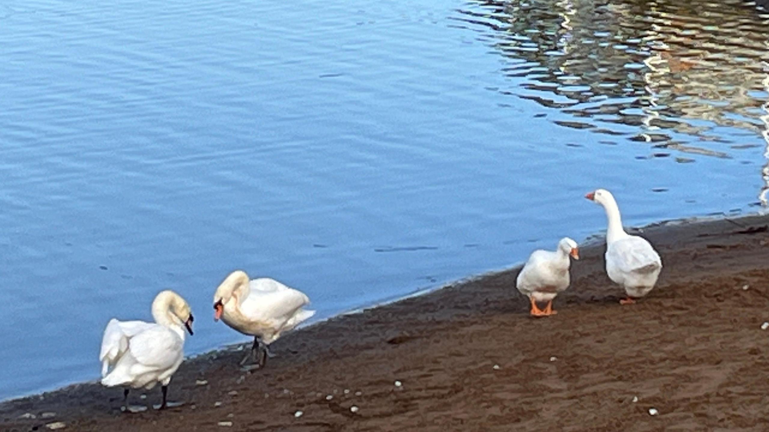 Barney and Rose to the right, on a strip of sand at Whitehaven Harbour by the water. There are also two swans to the left, near them.