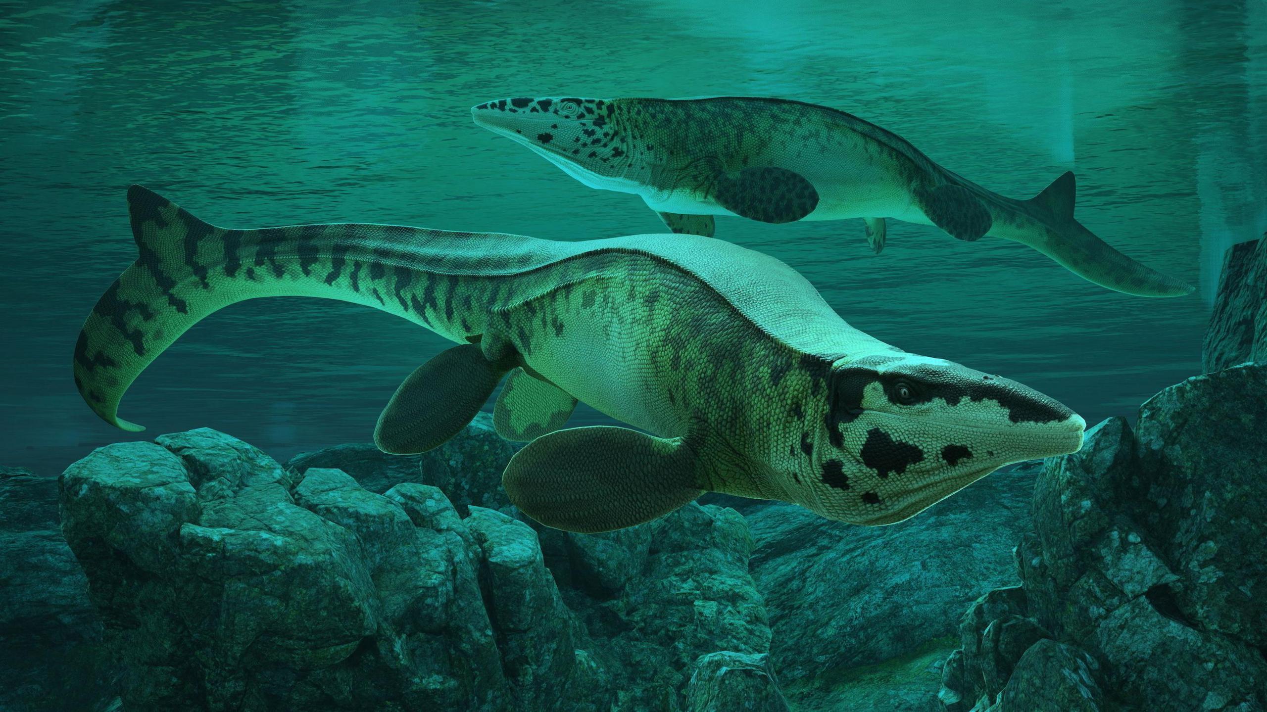 A reconstruction of the Cretaceous Period marine reptile Tylosaurus rex.