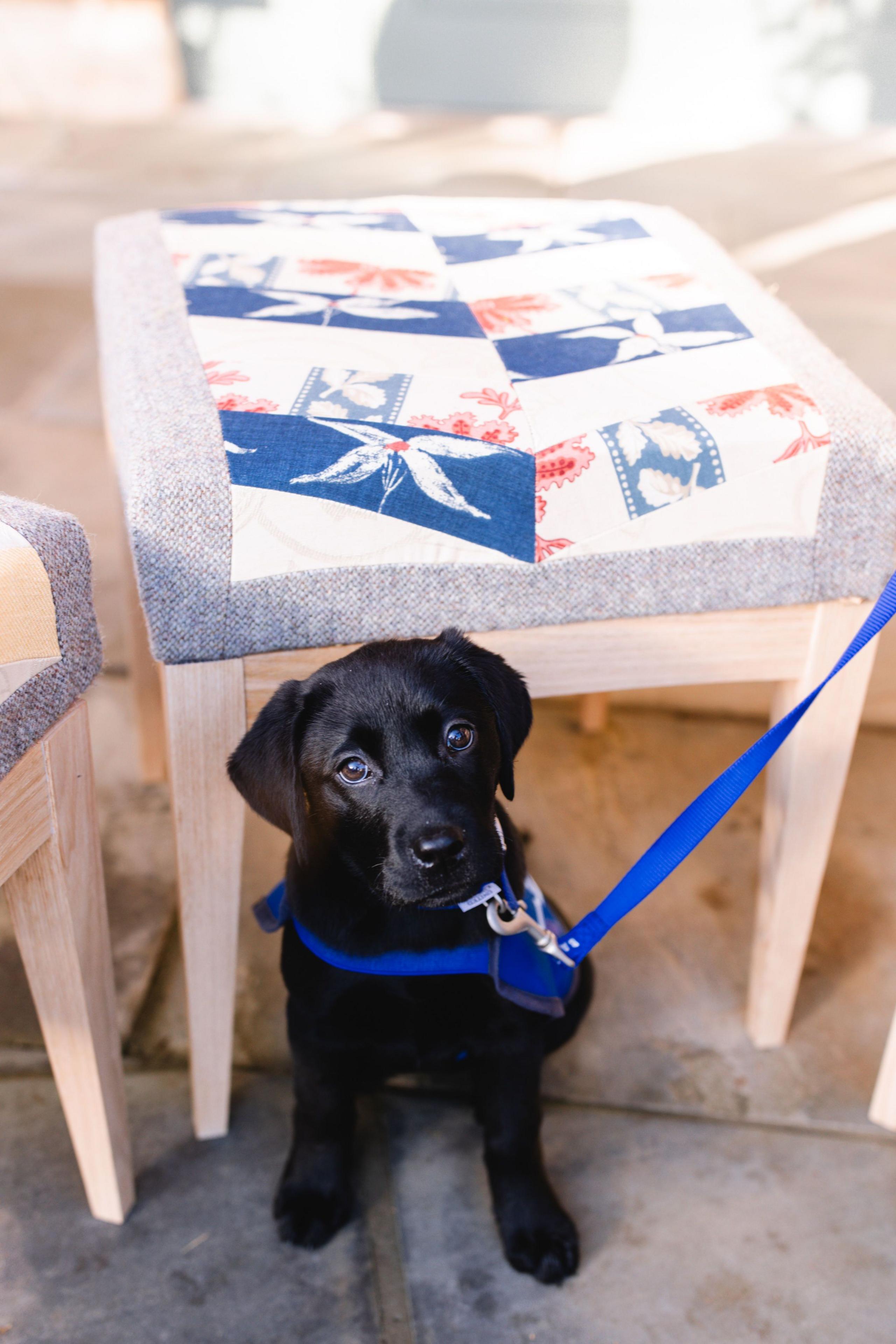 Black labrador next to a footstall