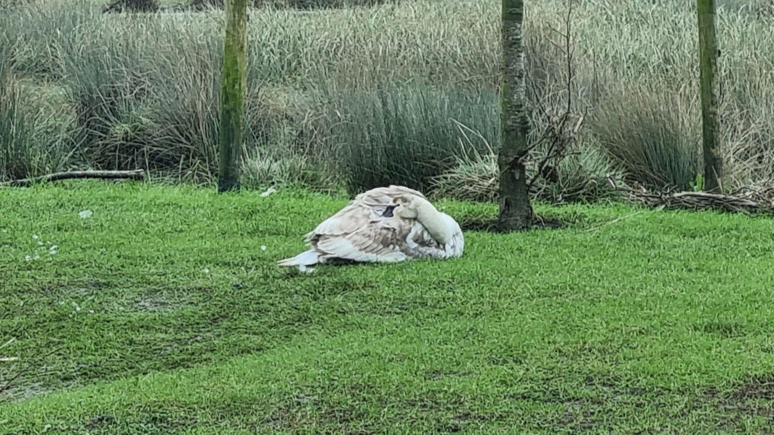 The cygnet with its head folded back to its wing on a river bank following the attack