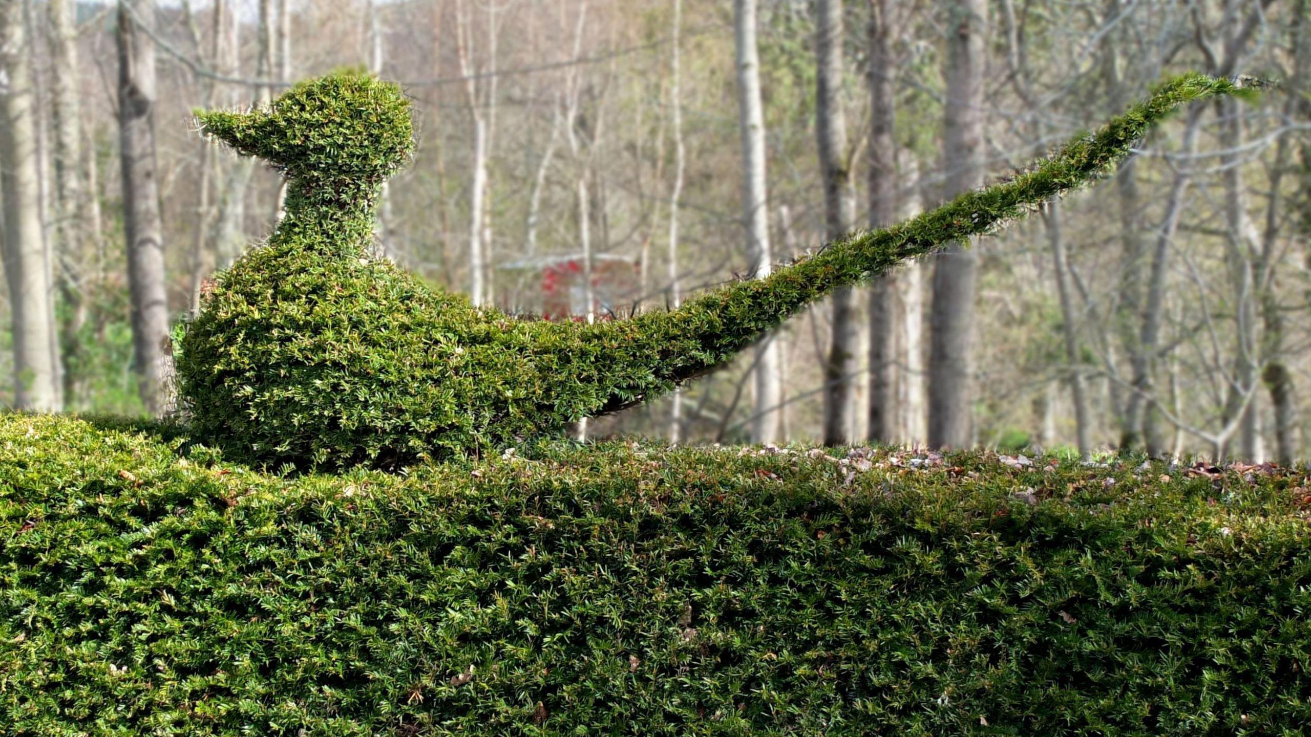 Hedge cut into shape of a bird