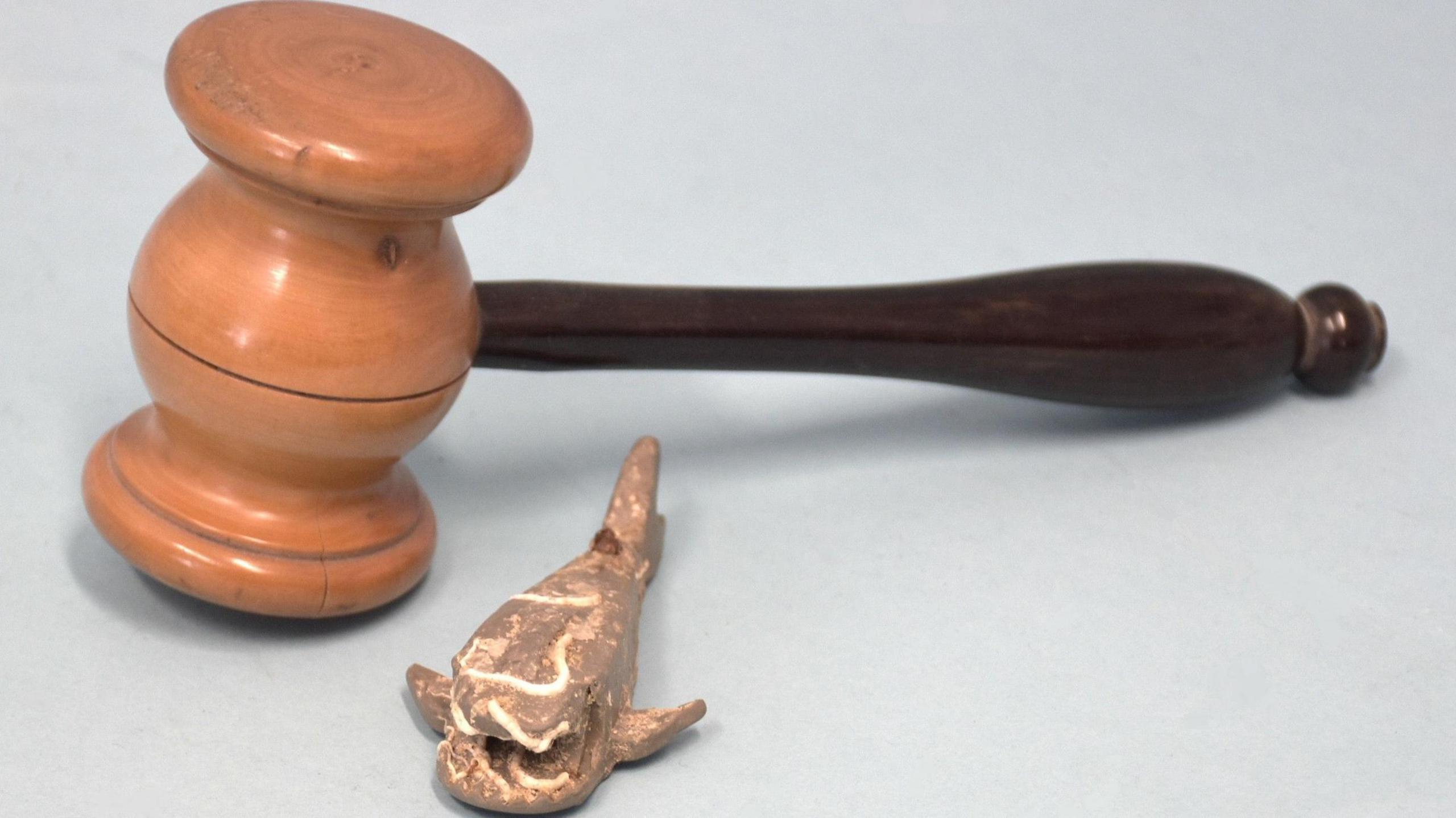 The shark covered in barnacles is sat next to an auctioneer's gavil