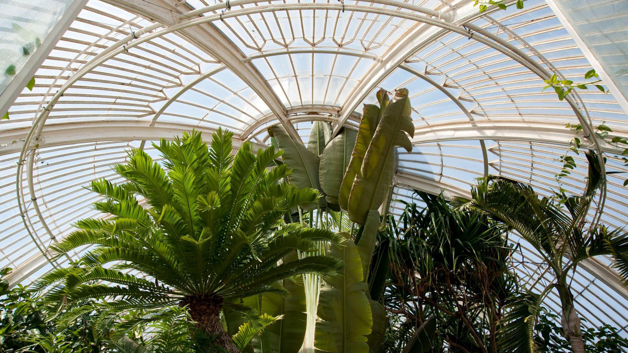 Green plants in the glass Palm House