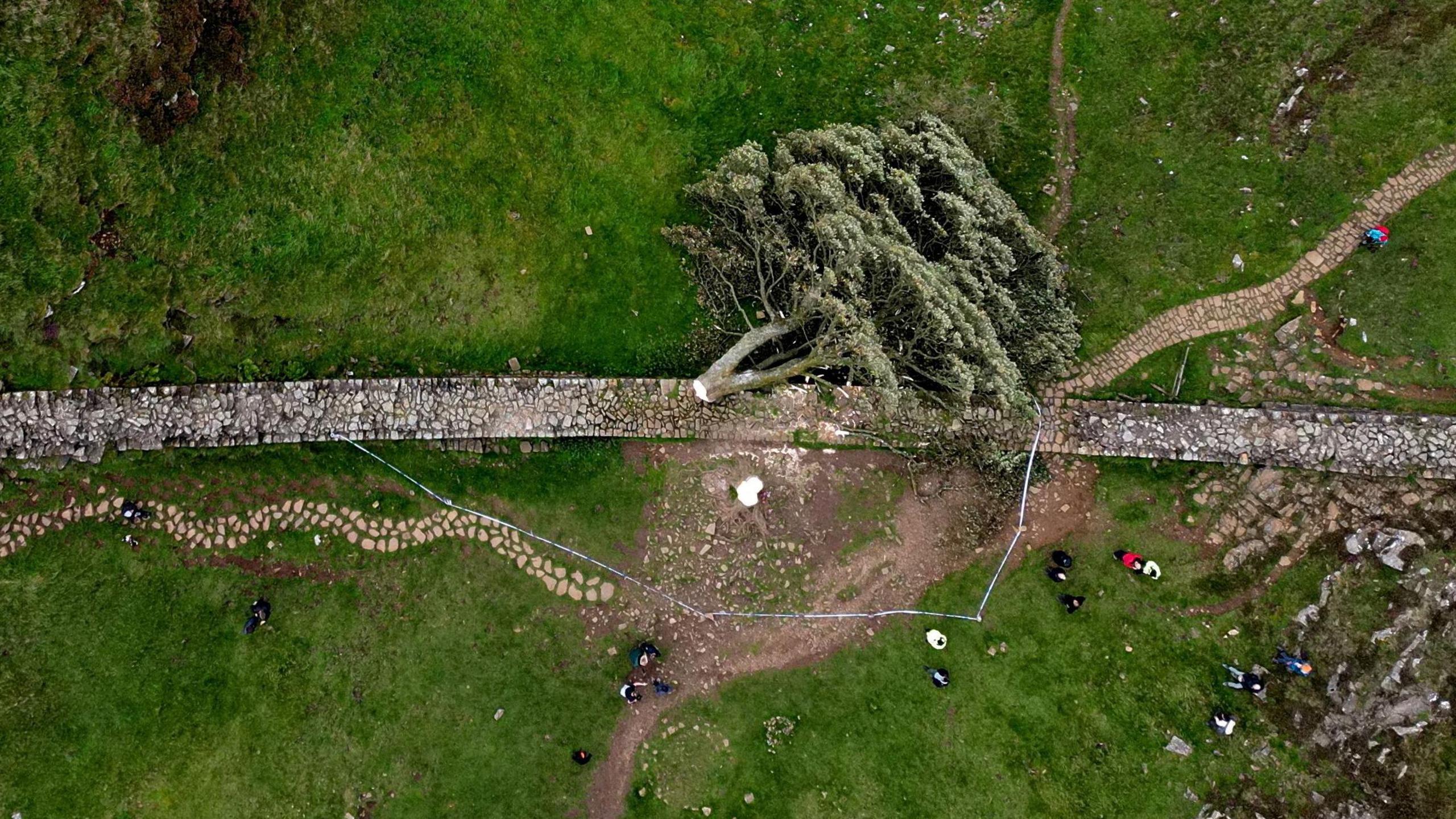 Sycamore Gap tree cut down