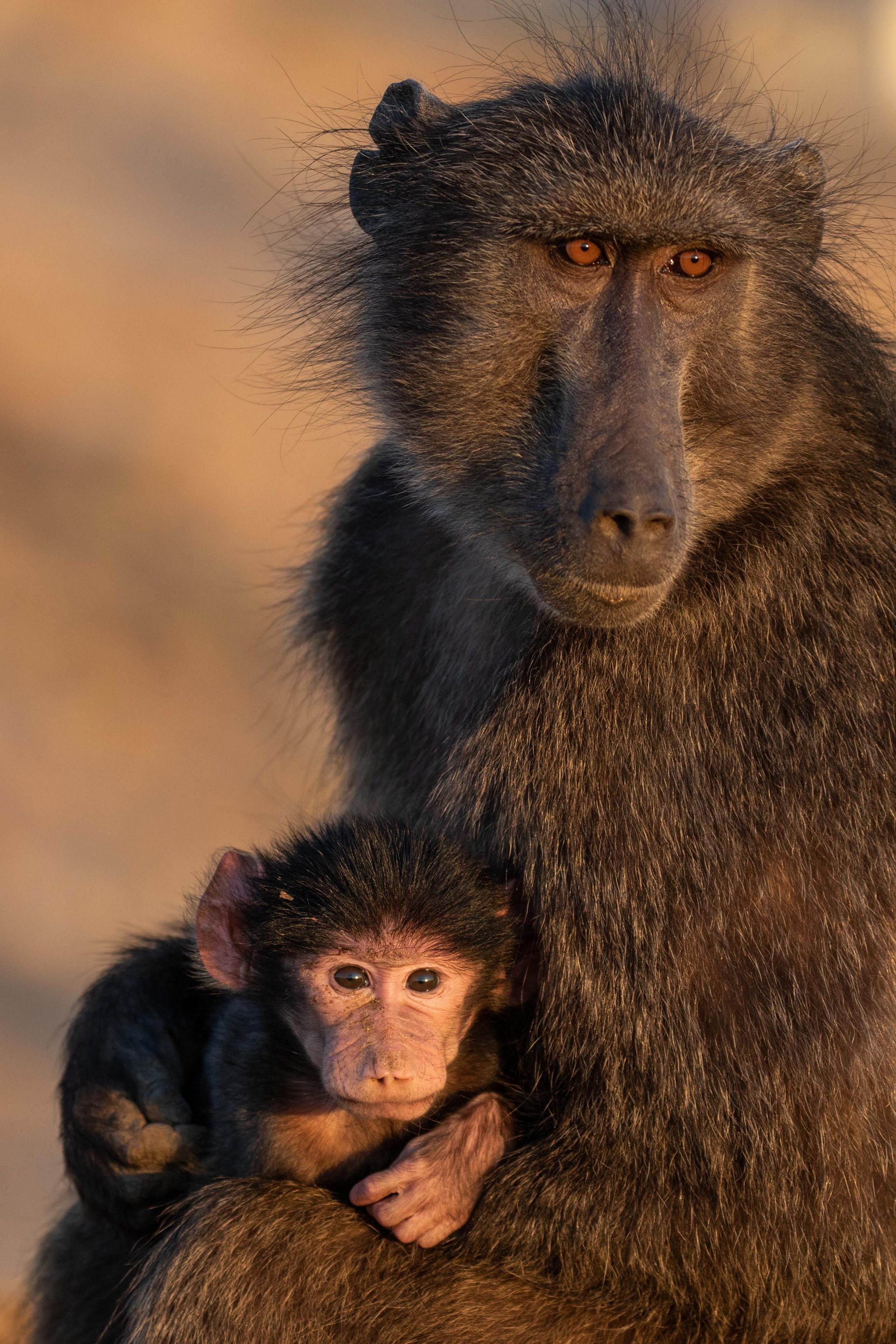 A mother baboon is pictued with her baby in the Namibian desert.