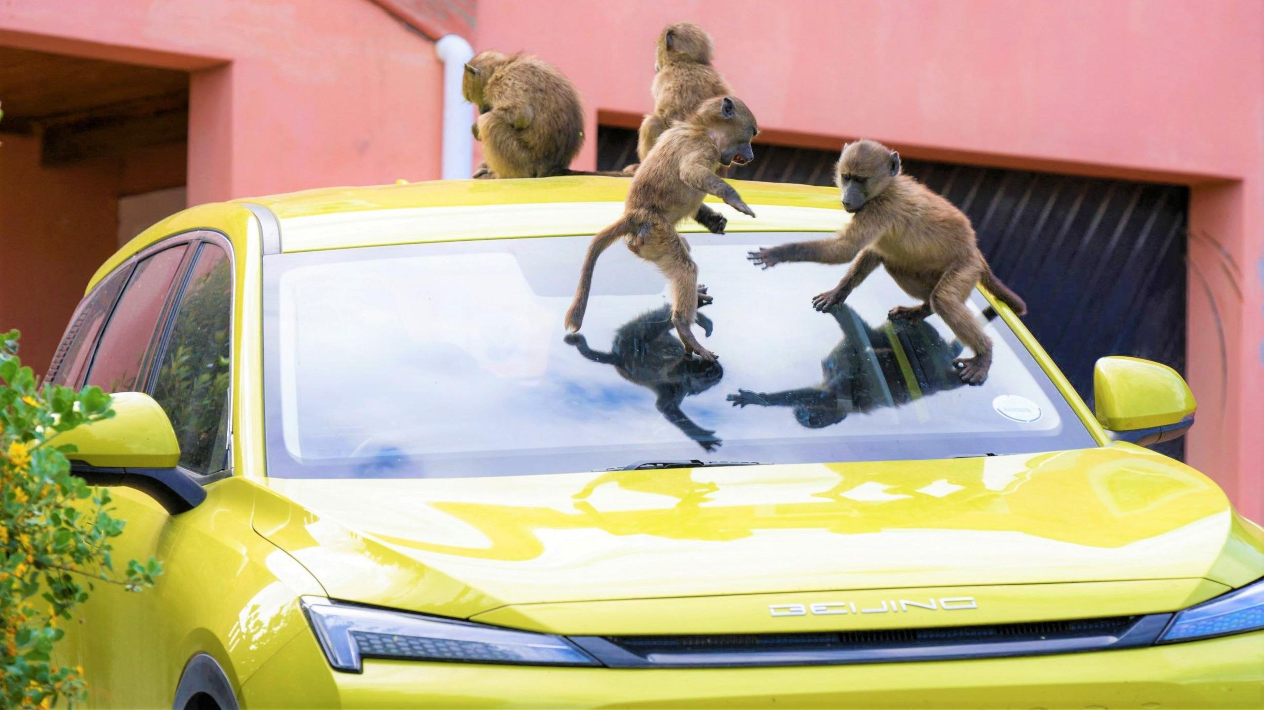 Four juvenile Chacma baboons play on a yellow vehicle in Cape Town, South Africa - Monday 14 October 2024.