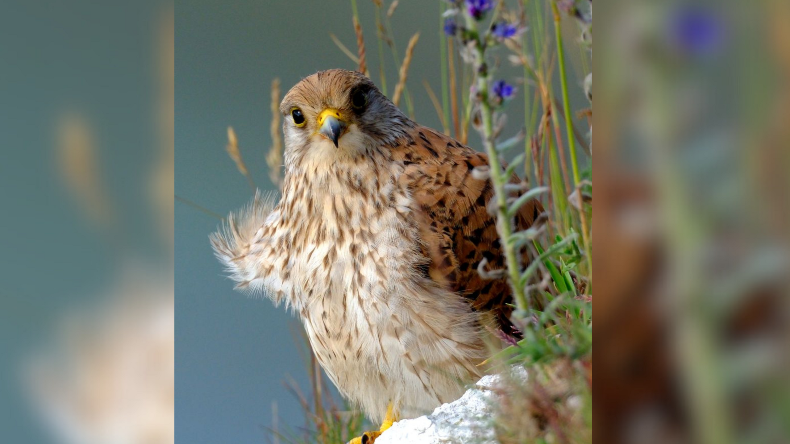 Kestrel bird looking at the camera 