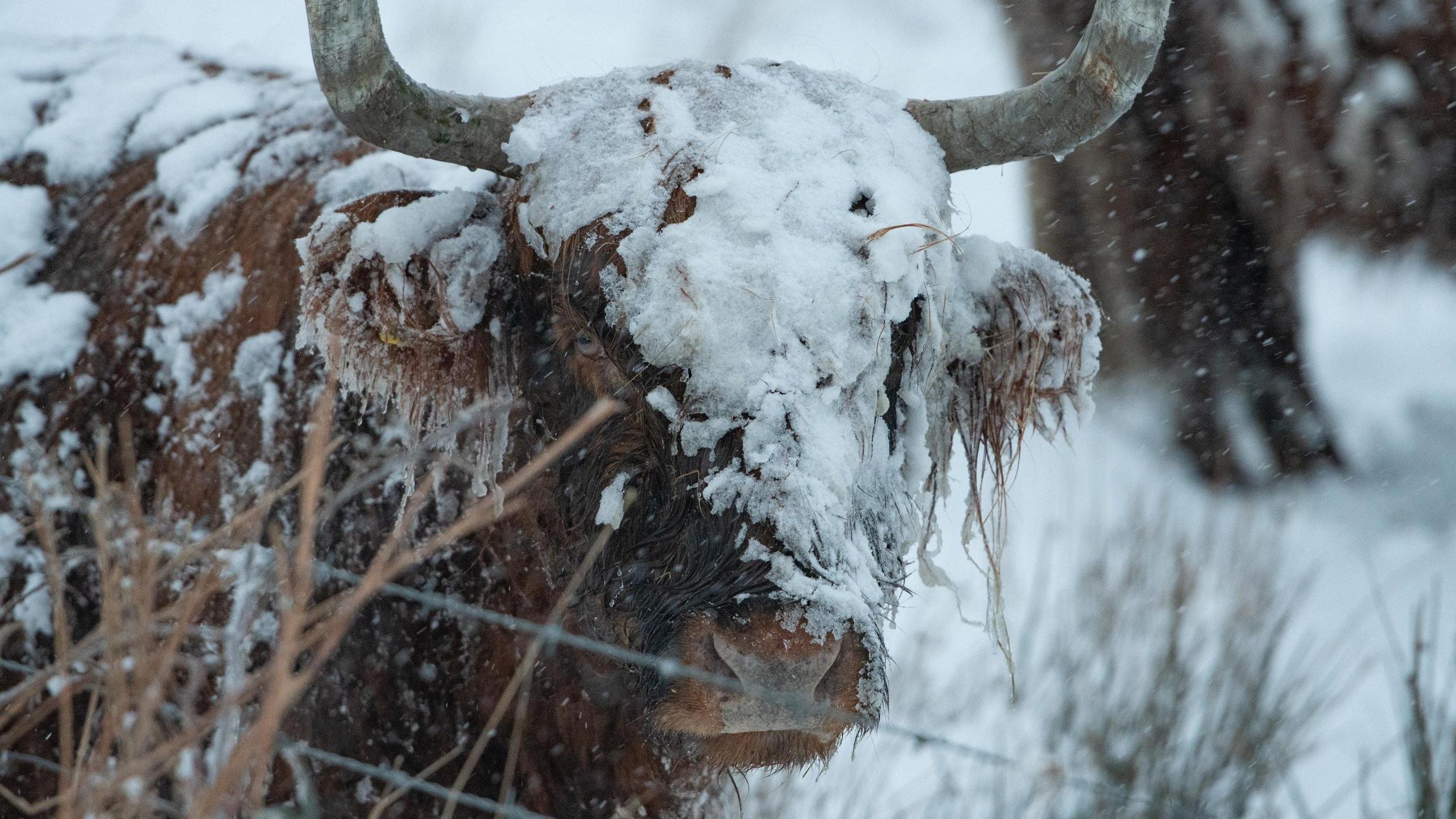 A red cow covered in snow looks ahead