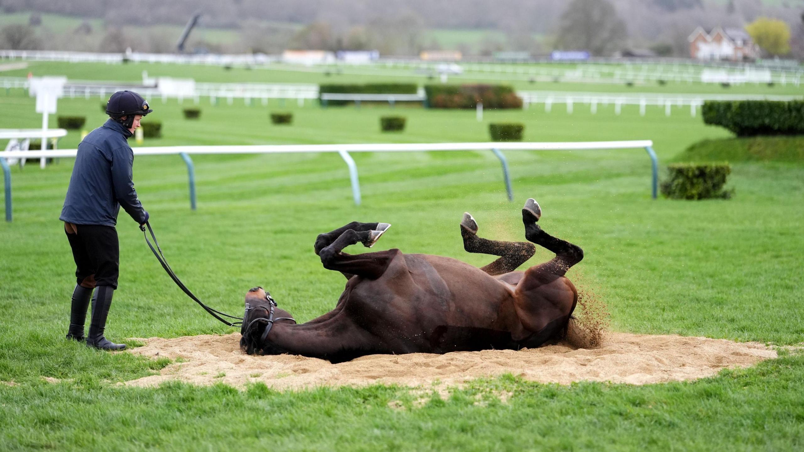 A dark brown horse rolls in a patch of sand ahead of day three at the 2026 Cheltenham Festival. In the background the jumps of the main course are visible. A jockey in a dark jacket and riding hat is holding the horse via its reins