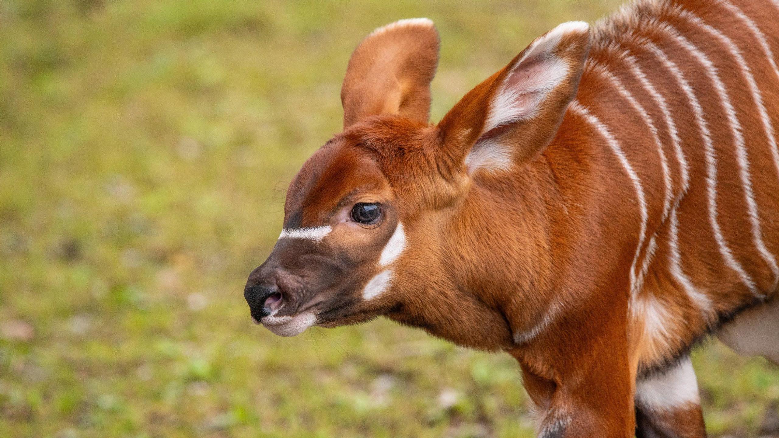 A chestnut and white striped mountain bongo calf 