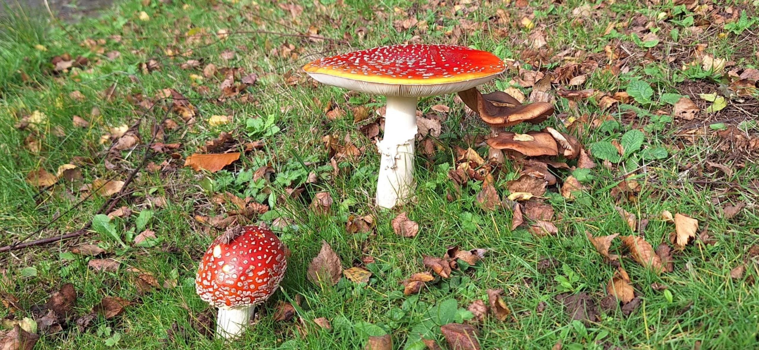 Two red-capped mushrooms, one rounded, one flat, standing among green grass and fallen brown leaves and twigs.