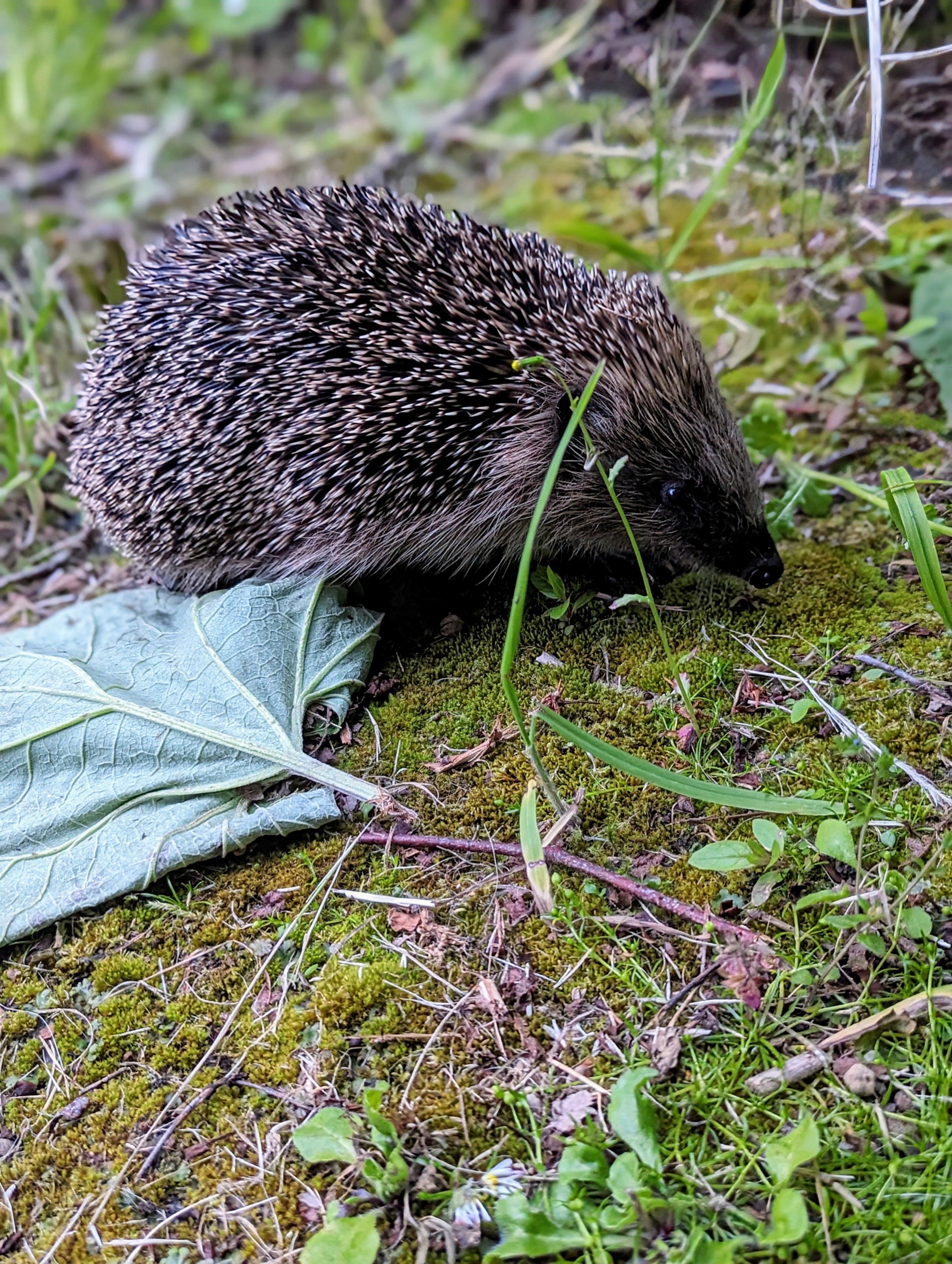 Hedgehog in Straiton