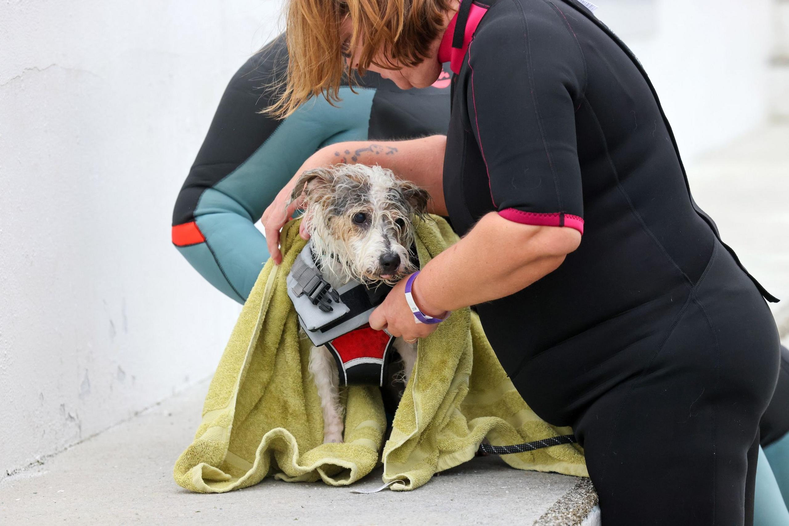 A small terrier in a life vest gets towel dried off by his owner - a middle-aged woman in a wetsuit.