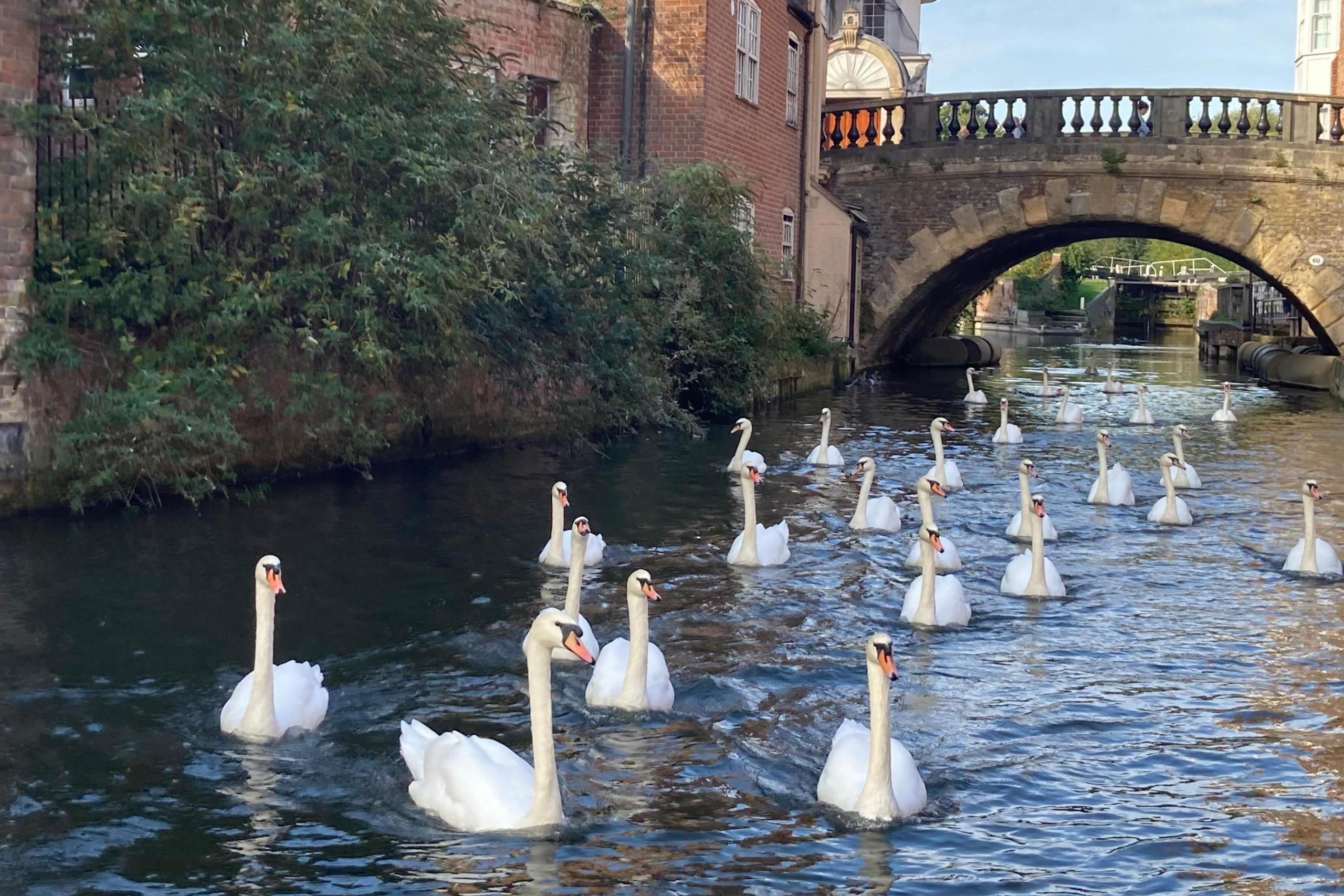 A bevy of around 30 swans swim on a river with buildings either side and a bridge with a balustrade arching over it