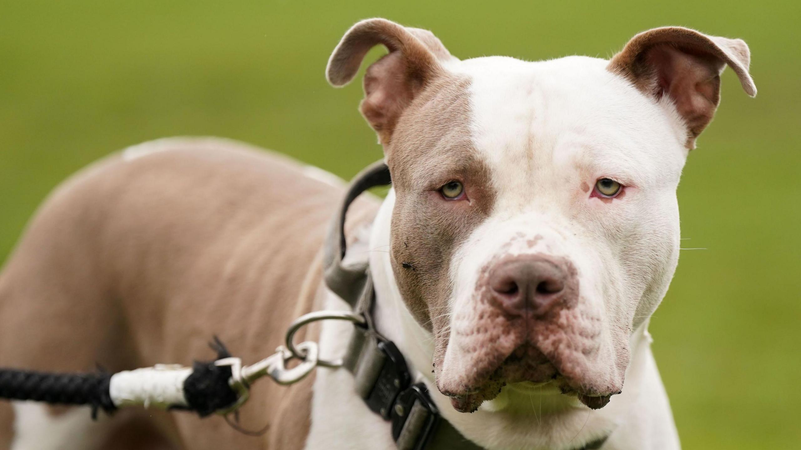 XL bully dog with light brown and white coat 