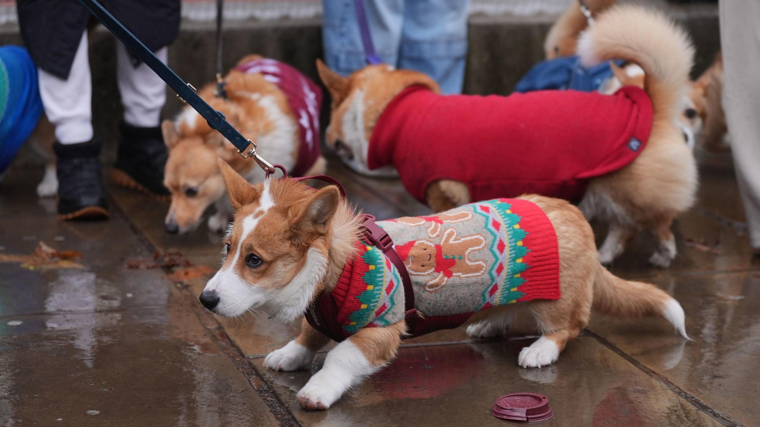 Corgi wearing a Christmas jumper with a gingerbread design on it walking along a wet pavement.