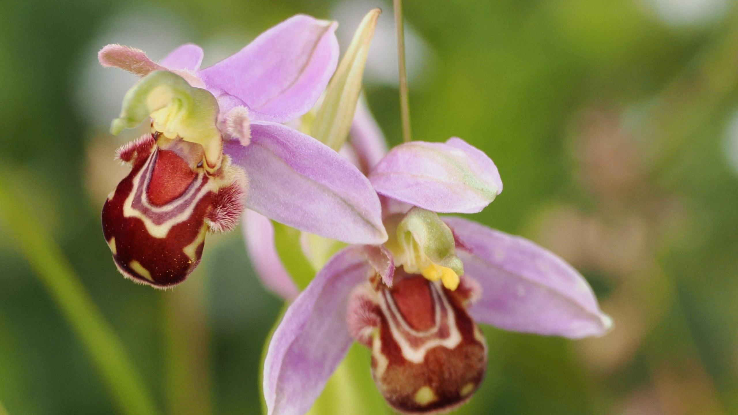 The orchid has delicate purple petals, and brown and white striped lip 