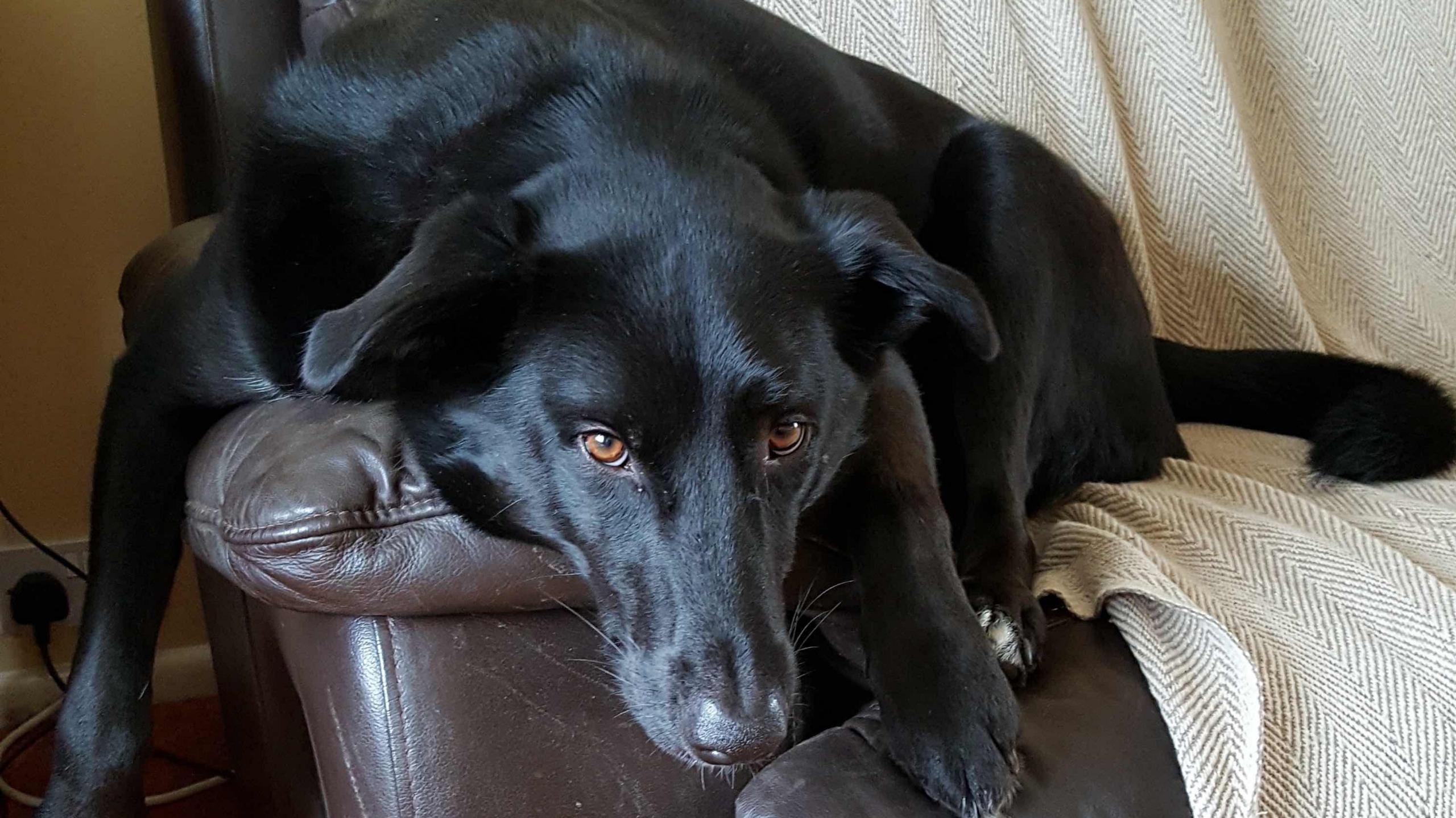 Wilbur, a black labrador cross, lounging on a brown leather armchair, with one leg flopping over the side. He is looking at the camera