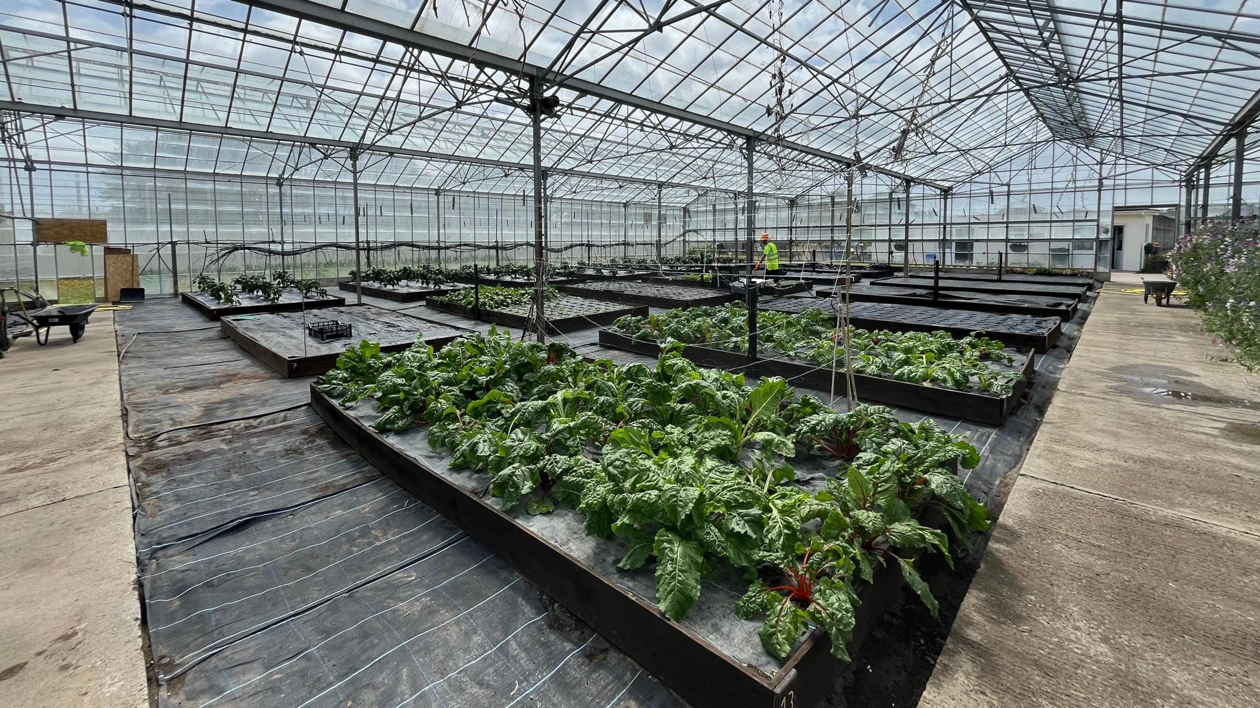 Plant beds in greenhouses 