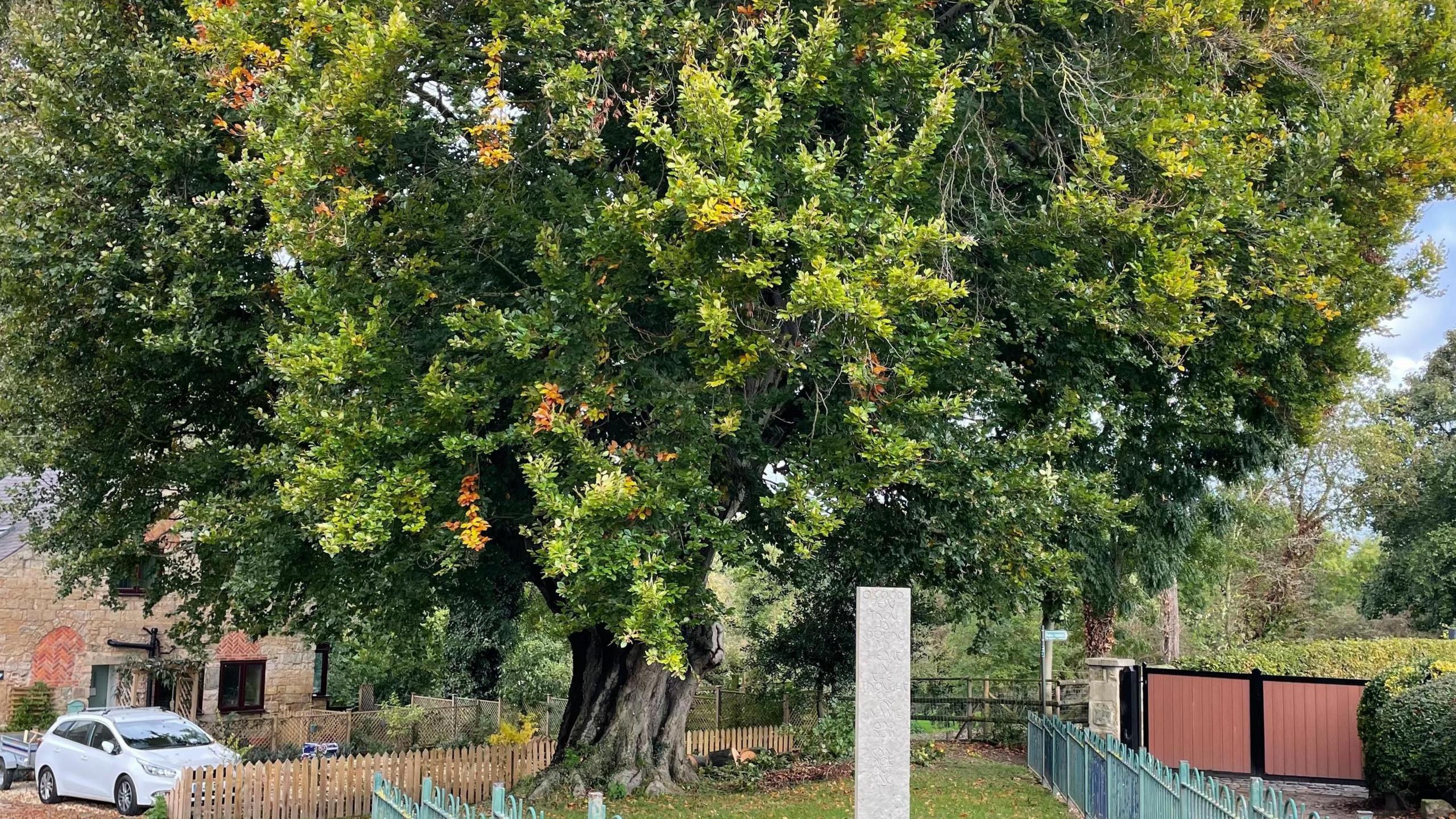 A very large beech tree in Harpole, surrounded by houses and vehicles.