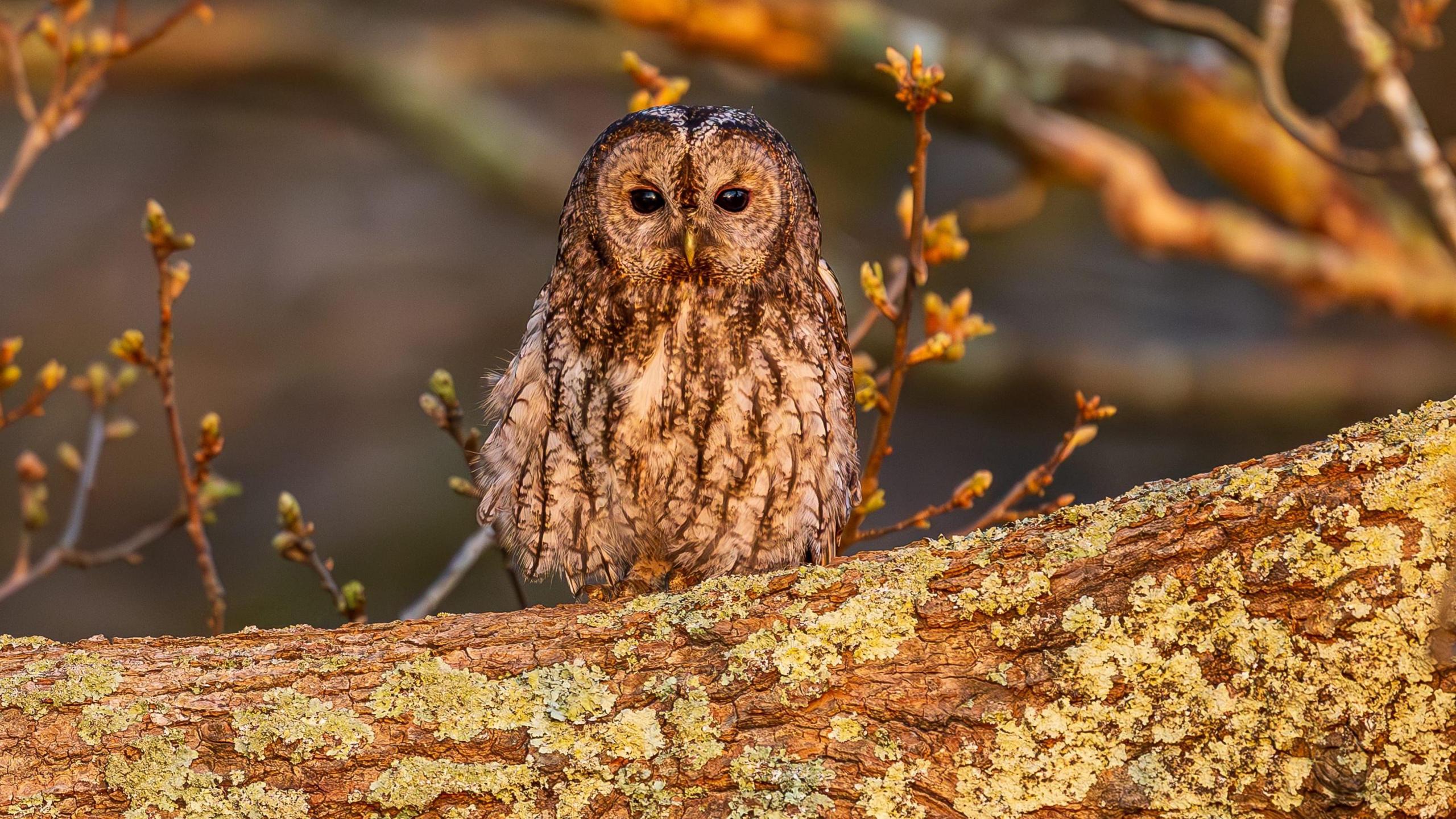 A tawny owl stood on the branch of a tree.