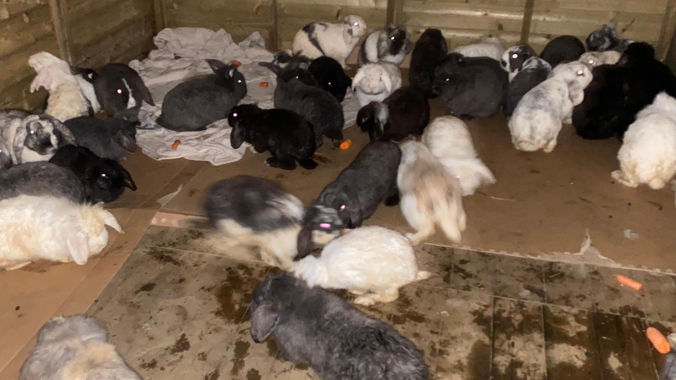 Grey, black and white rabbits pictured inside a wooden shed with orange carrots on wooden floors.
