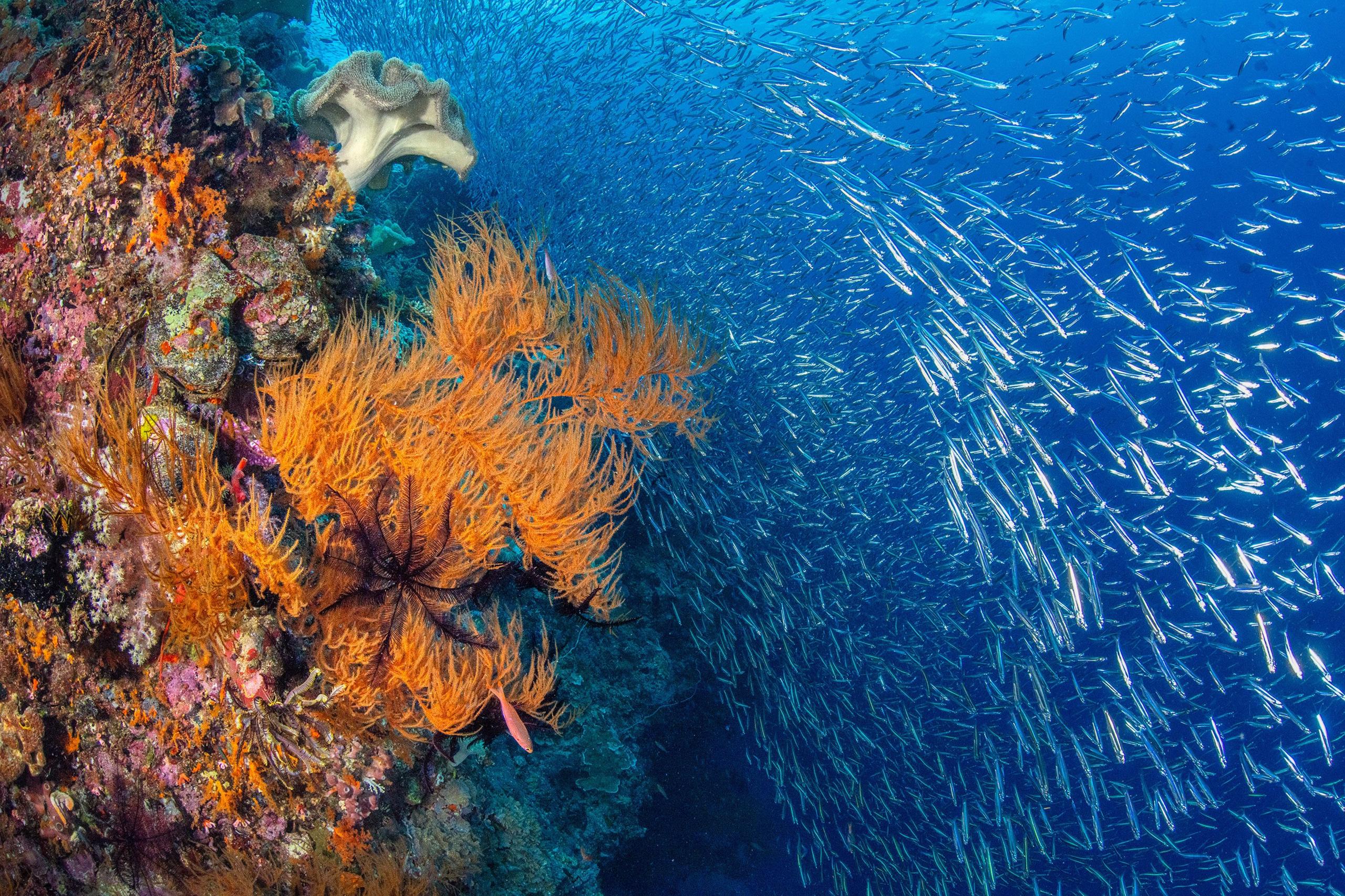 A shoal of anchovies next to coral 