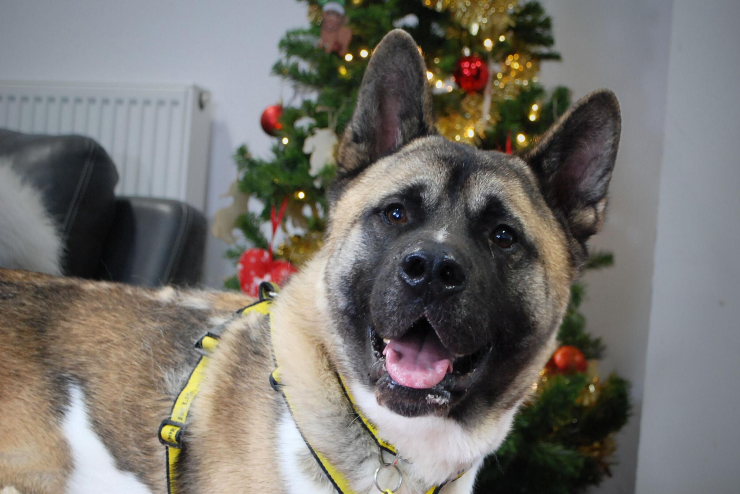 Cam is an Akita breed of dog. He is standing in front of a Christmas tree with his mouth open and his ears pricked forward.