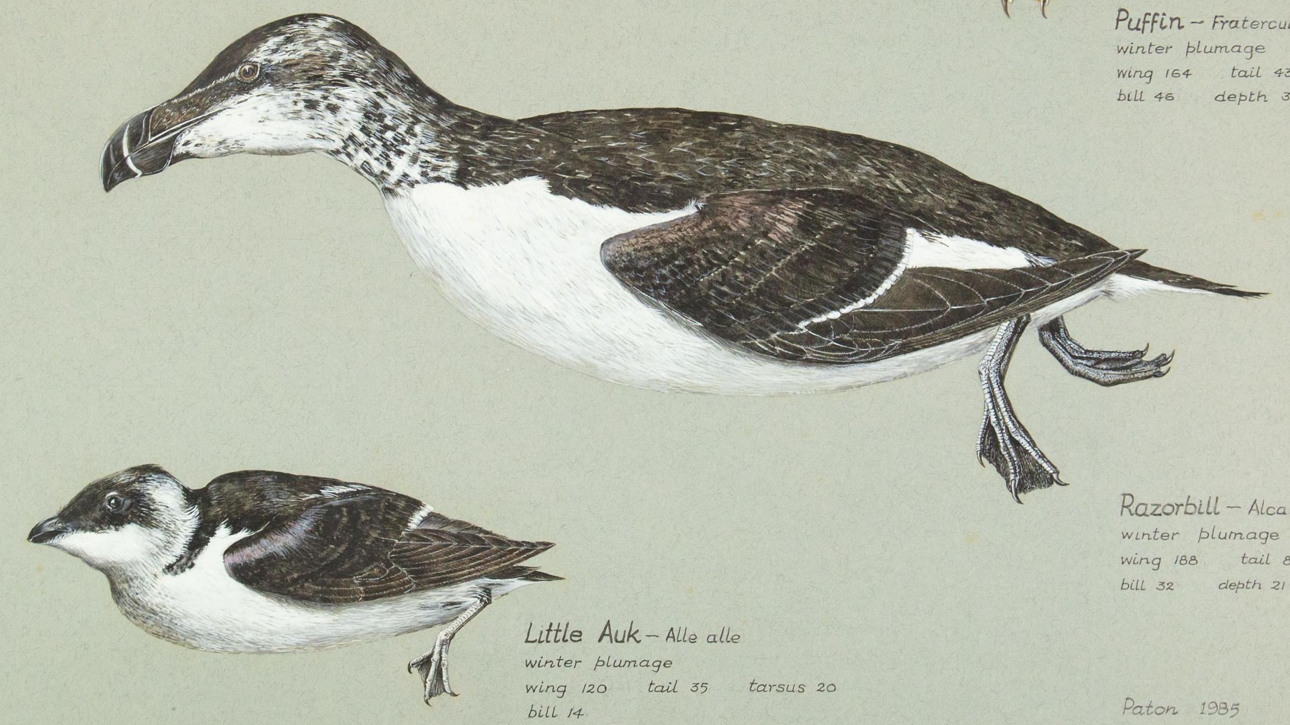 A painting of two birds in profile - a little auk and a razorbill, each in their winter plumage and with size measurements and their Latin names. Both are brown and white but the razorbill is about three times larger than the other bird. In the top right hand corner are a few words describing the puffin's size.