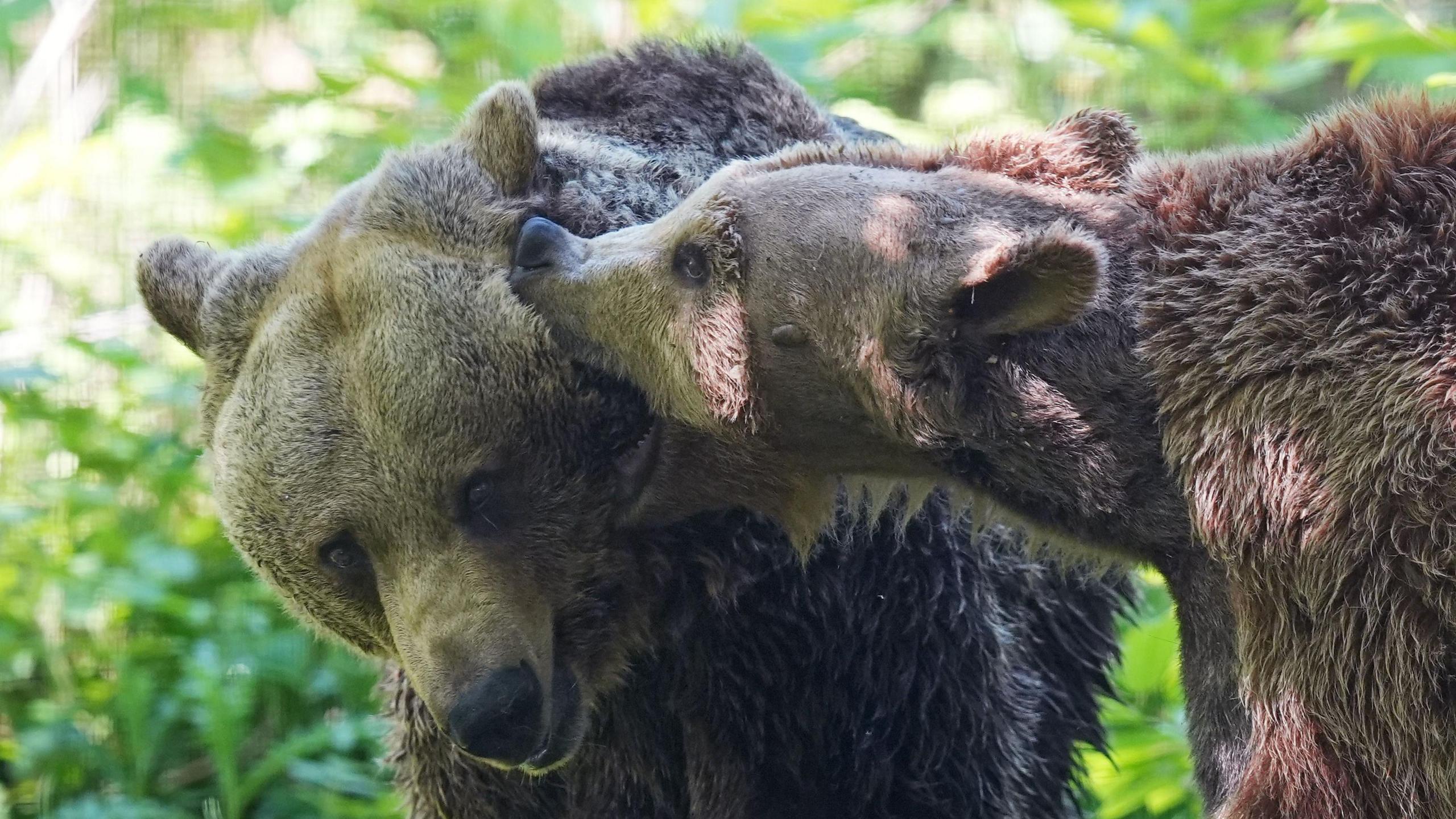 Boki and Scruff the brown bears