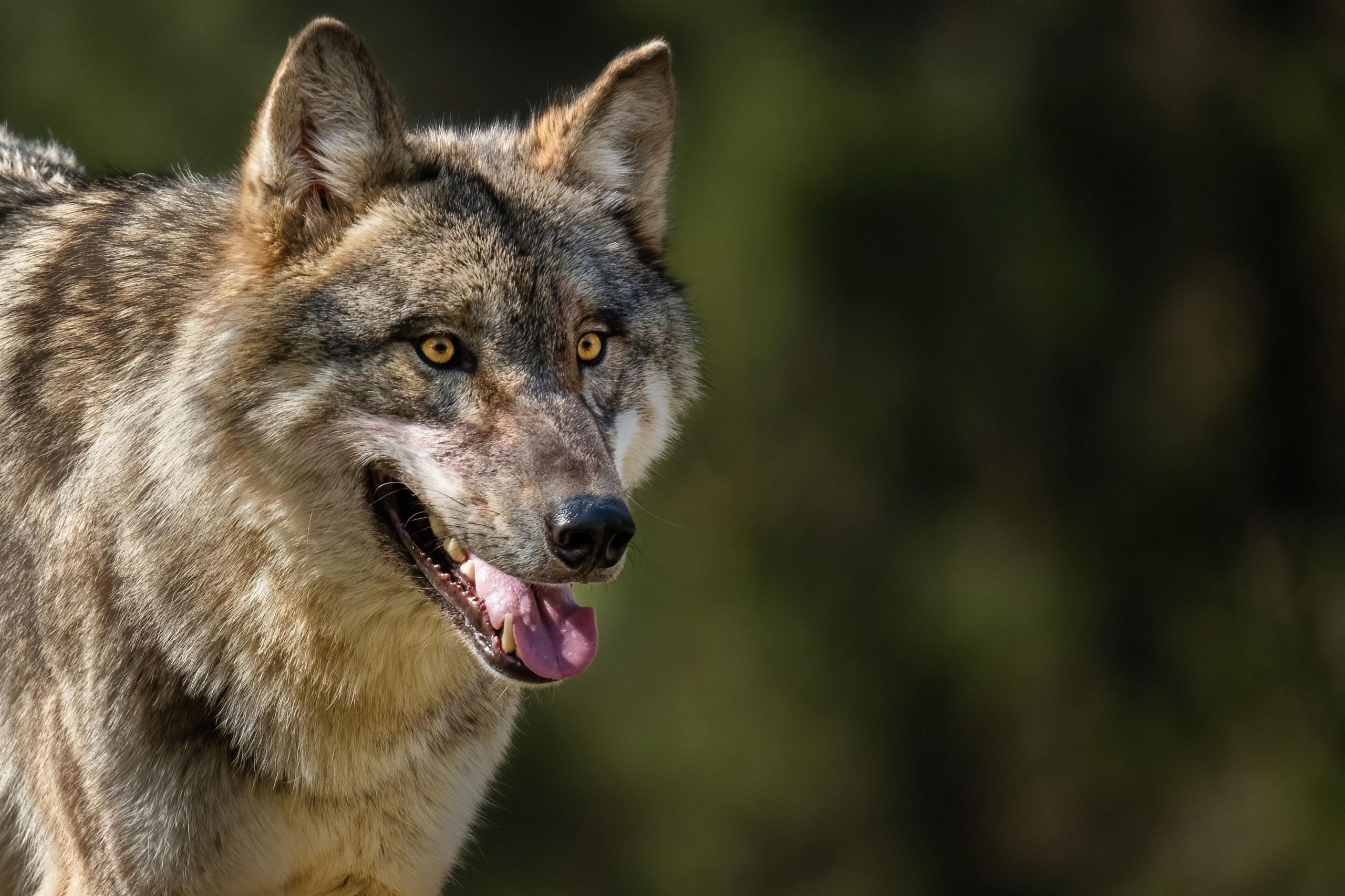 A grey and brown wolf smiles as it looks into the distance